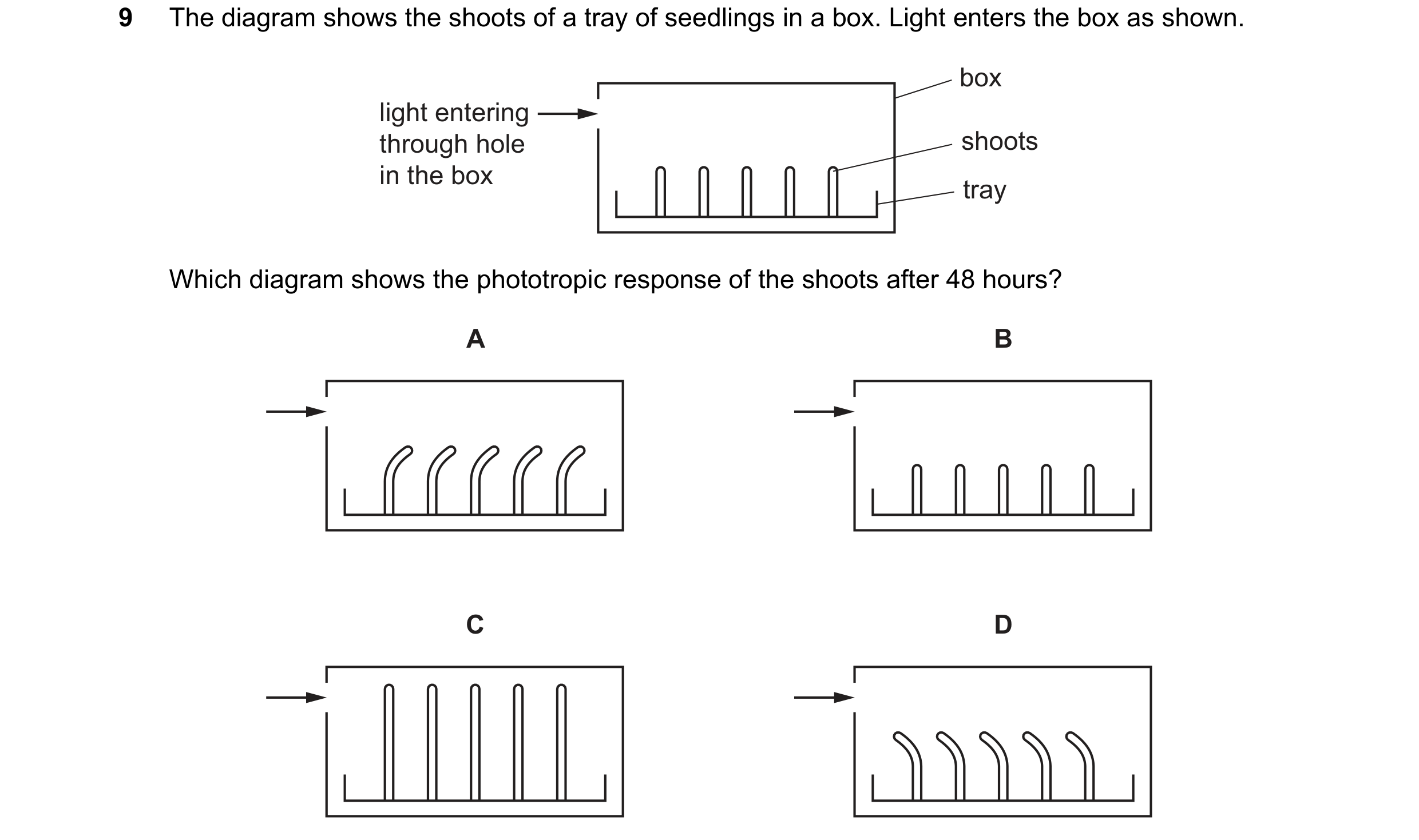 Question 66: The diagram shows the shoots of a tray of seedlings in a box. Light enters the box as shown. box light entering through hole shoots in the …
