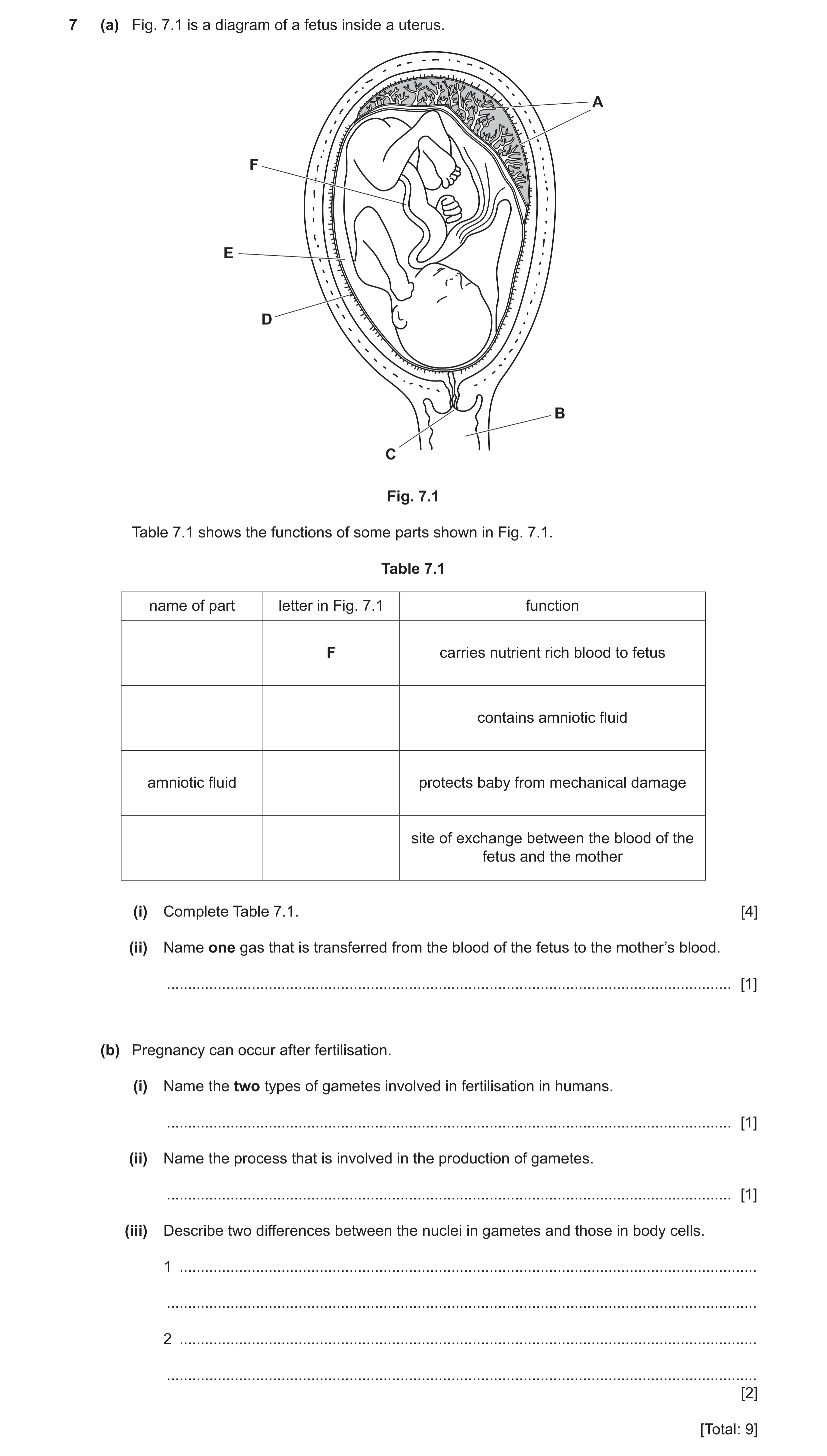 Question 4: (a) Fig. 7.1 is a diagram of a fetus inside a uterus. A F E D B C Fig. 7.1 Table 7.1 shows the functions of some parts shown in Fig. 7.1. T…
