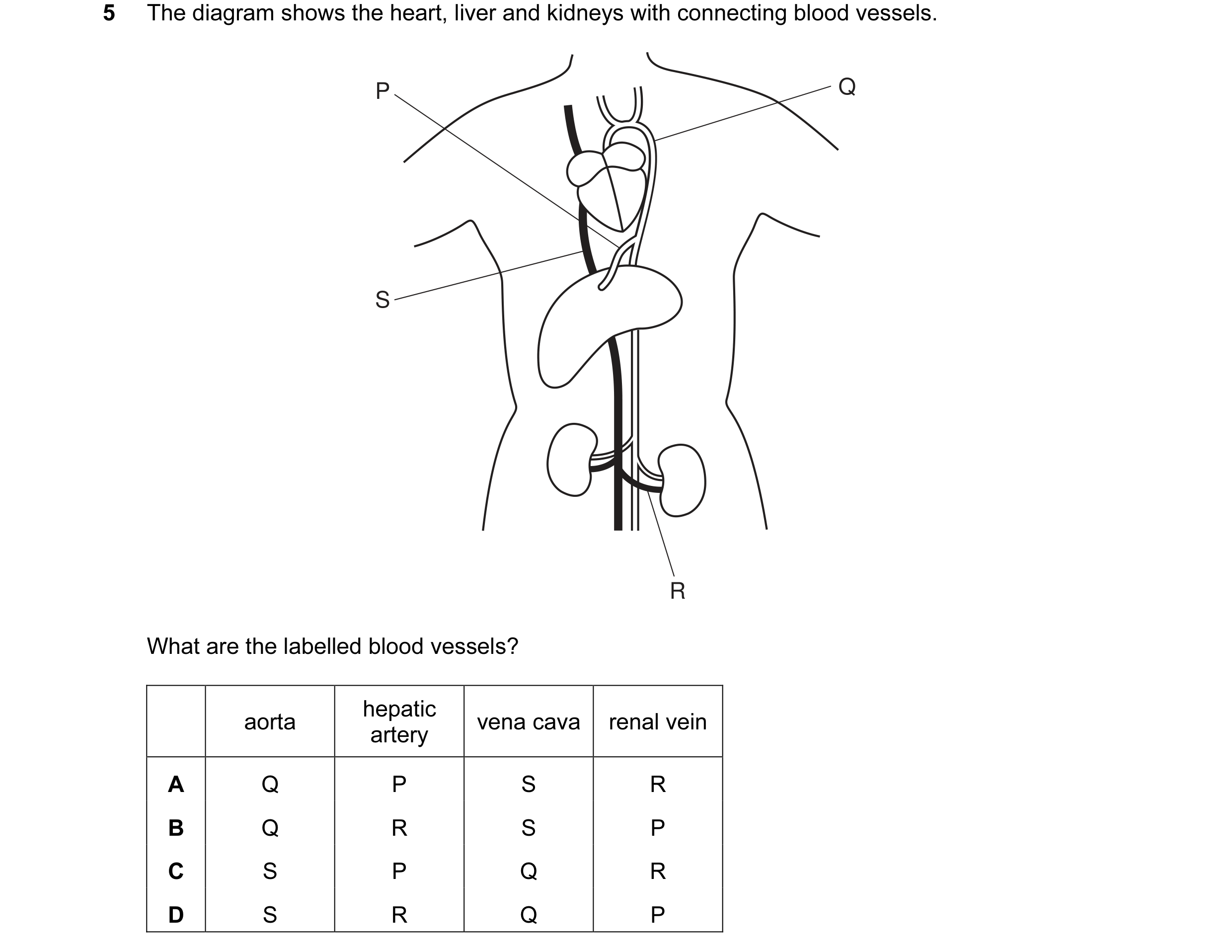 Question 5: The diagram shows the heart, liver and kidneys with connecting blood vessels. P Q S R What are the labelled blood vessels? hepatic aorta ve…