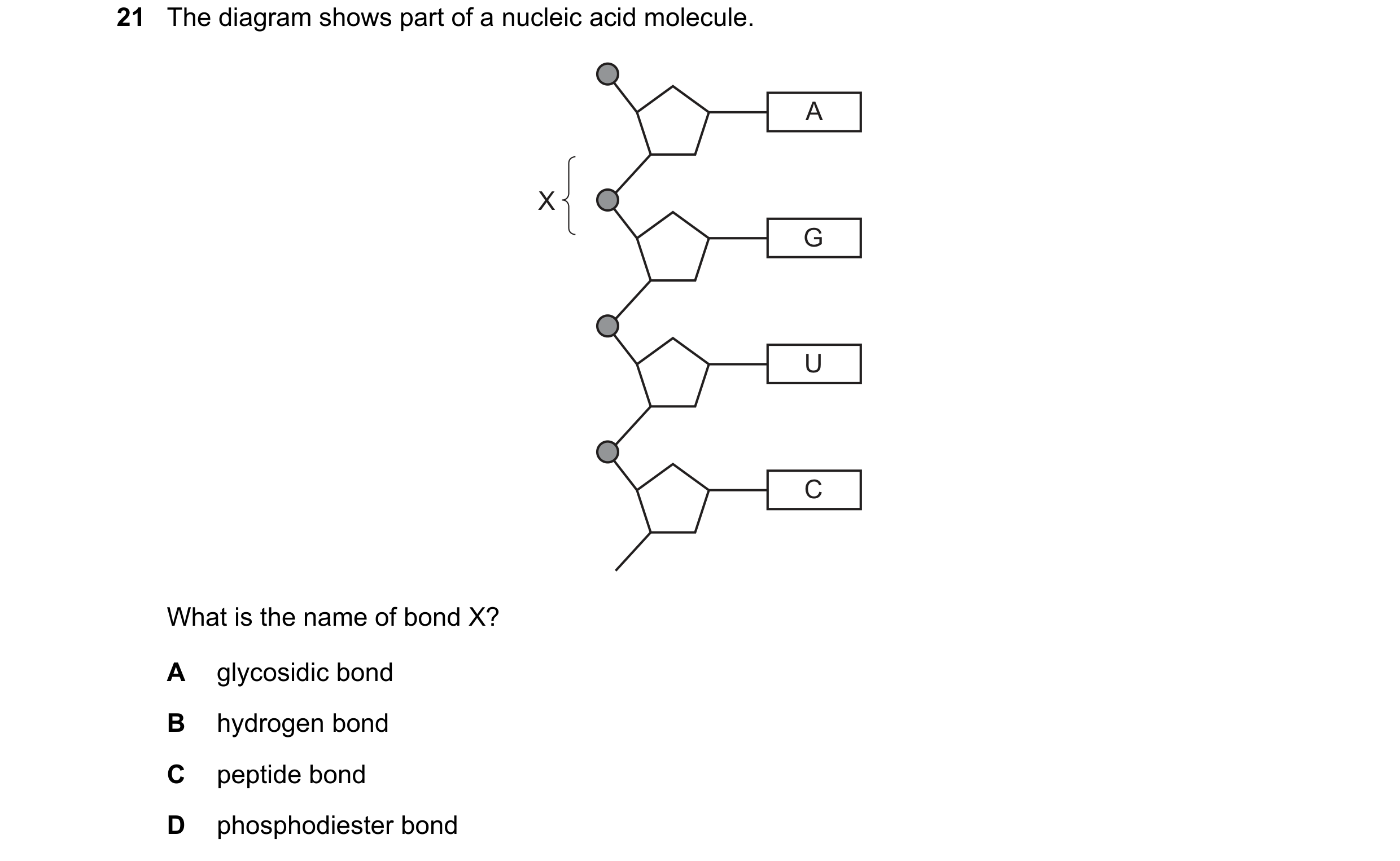 Question 218: The diagram shows part of a nucleic acid molecule. A X G U C What is the name of bond X? A glycosidic bond B hydrogen bond C peptide bond D…