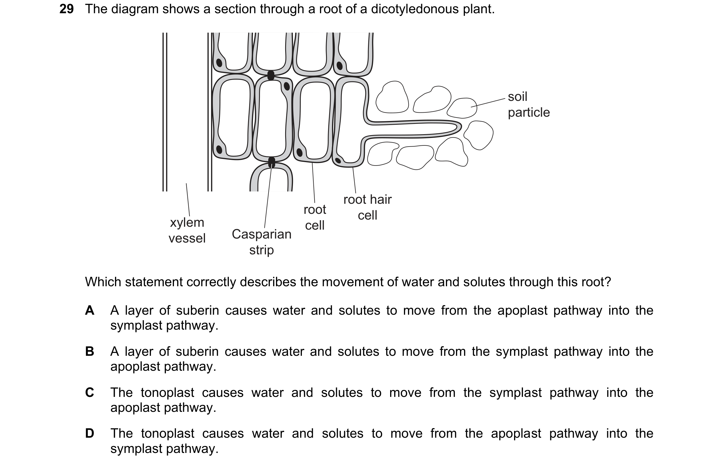 Question 325: The diagram shows a section through a root of a dicotyledonous plant. soil particle root hair root cell xylem cell vessel Casparian strip W…