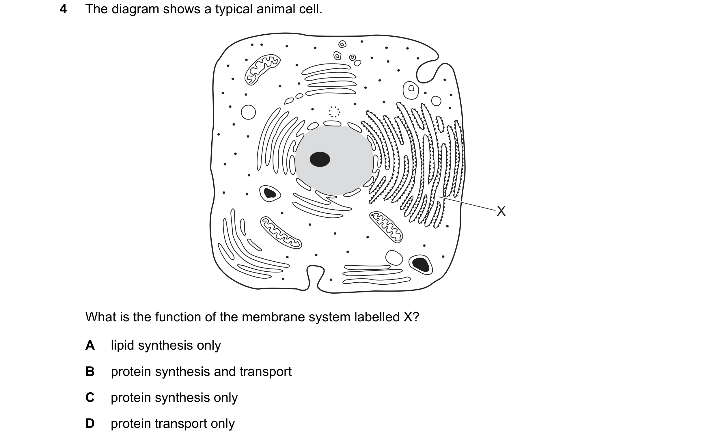 Question 363: The diagram shows a typical animal cell. X What is the function of the membrane system labelled X? A lipid synthesis only B protein synthes…