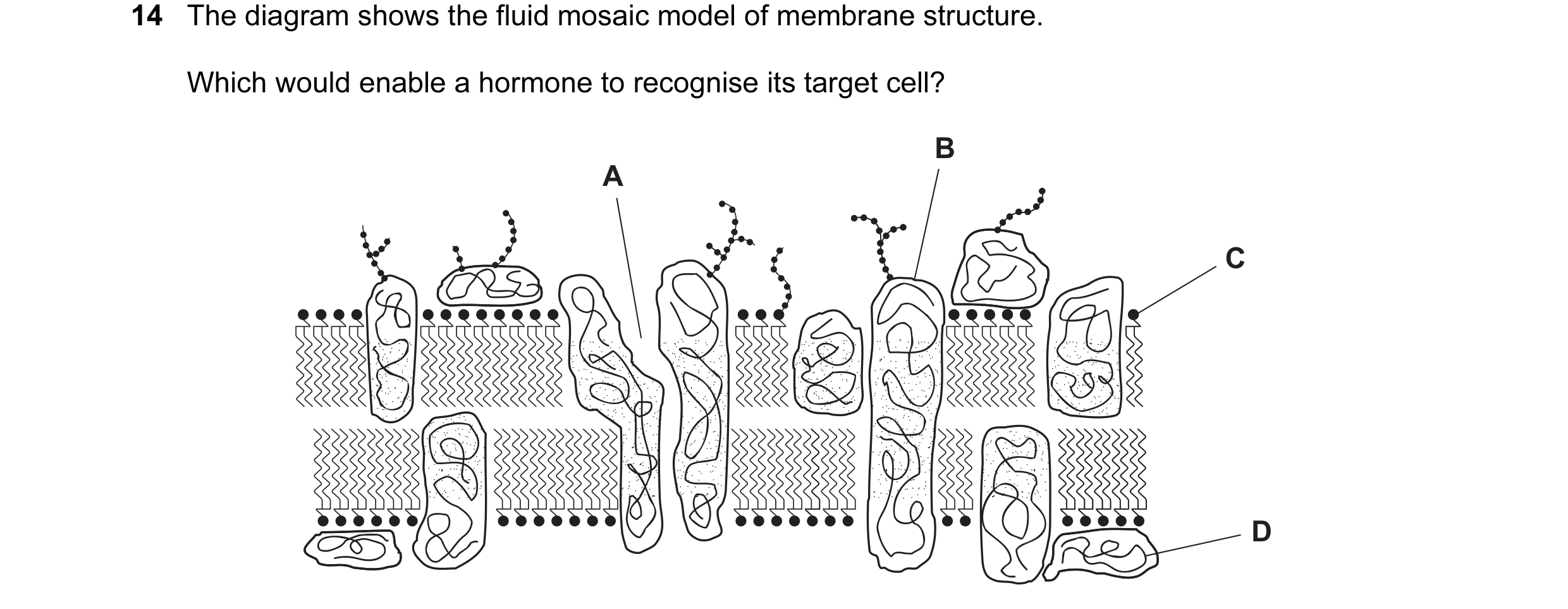 Question 20: The diagram shows the fluid mosaic model of membrane structure. Which would enable a hormone to recognise its target cell? B A C D