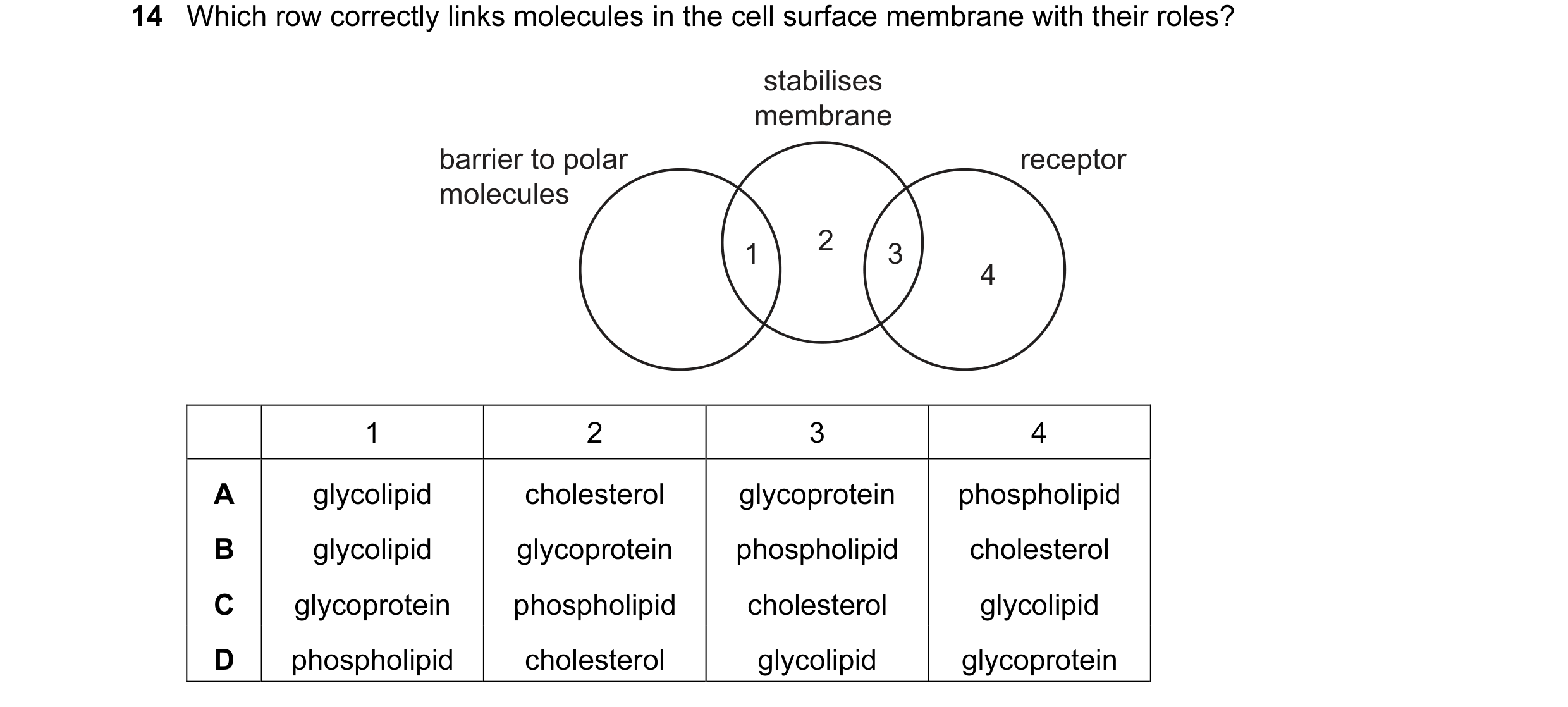 Question 55: Which row correctly links molecules in the cell surface membrane with their roles? stabilises membrane barrier to polar receptor molecules …