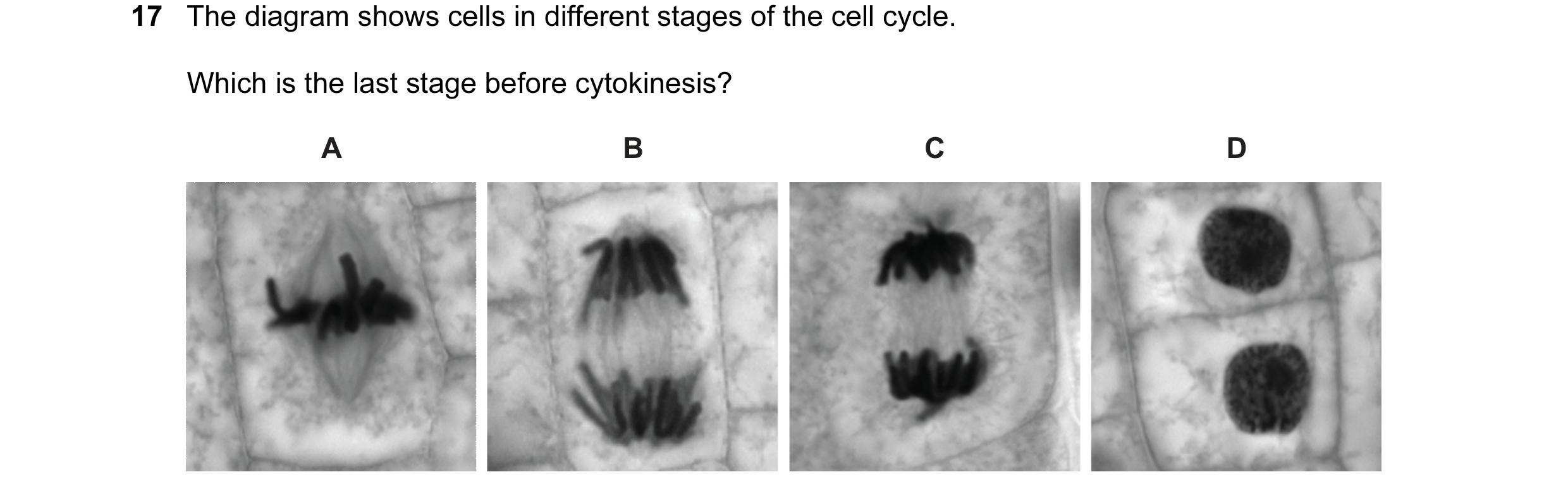 Question 45: The diagram shows cells in different stages of the cell cycle. Which is the last stage before cytokinesis? A B C D