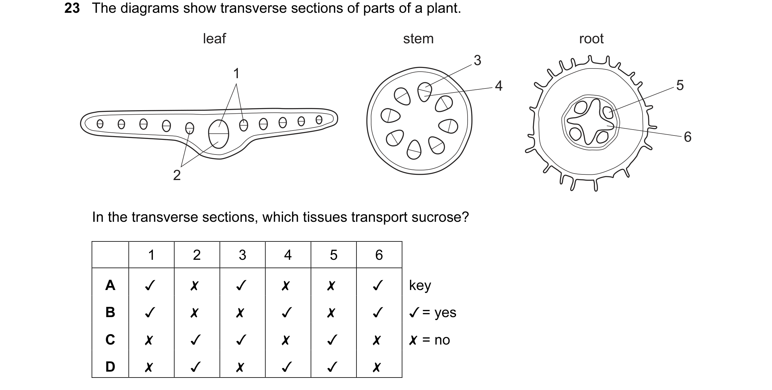 Question 40: The diagrams show transverse sections of parts of a plant.

leaf stem root

sox ‘
Oe aot 6

In the transverse sections, which tissues trans…