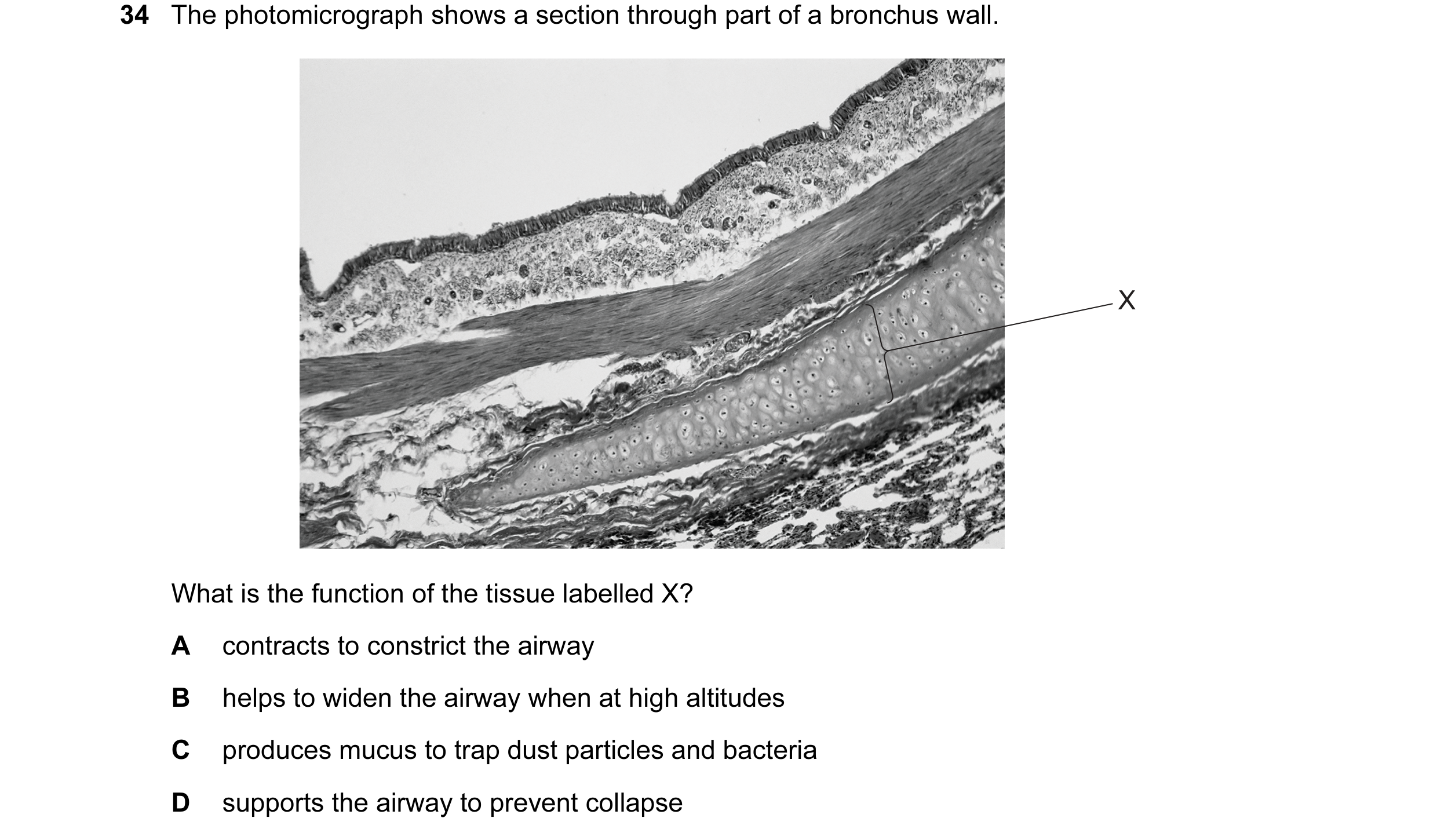 Question 110: The photomicrograph shows a section through part of a bronchus wall. X What is the function of the tissue labelled X? A contracts to constr…