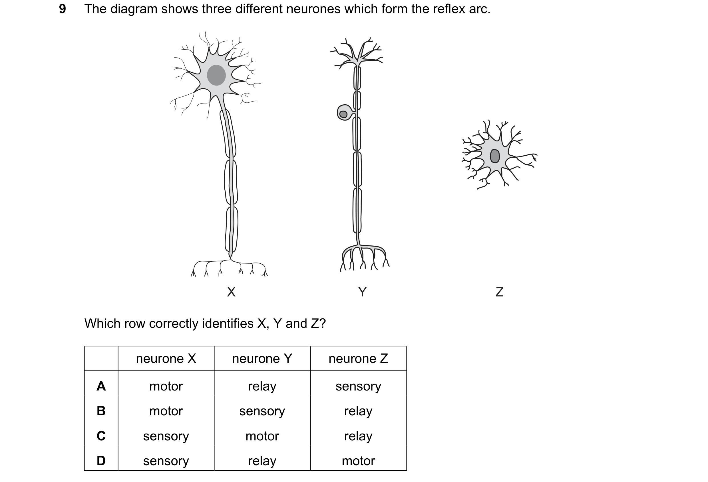 Question 74: The diagram shows three different neurones which form the reflex arc. X Y Z Which row correctly identifies X, Y and Z? neurone X neurone Y …