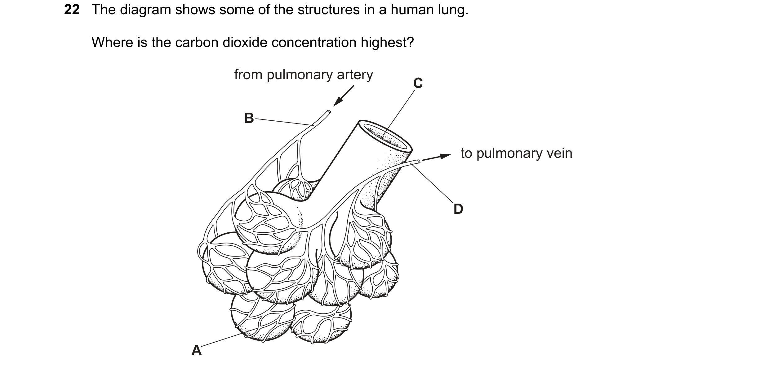 Question 11: The diagram shows some of the structures in a human lung. Where is the carbon dioxide concentration highest? from pulmonary artery C B to p…