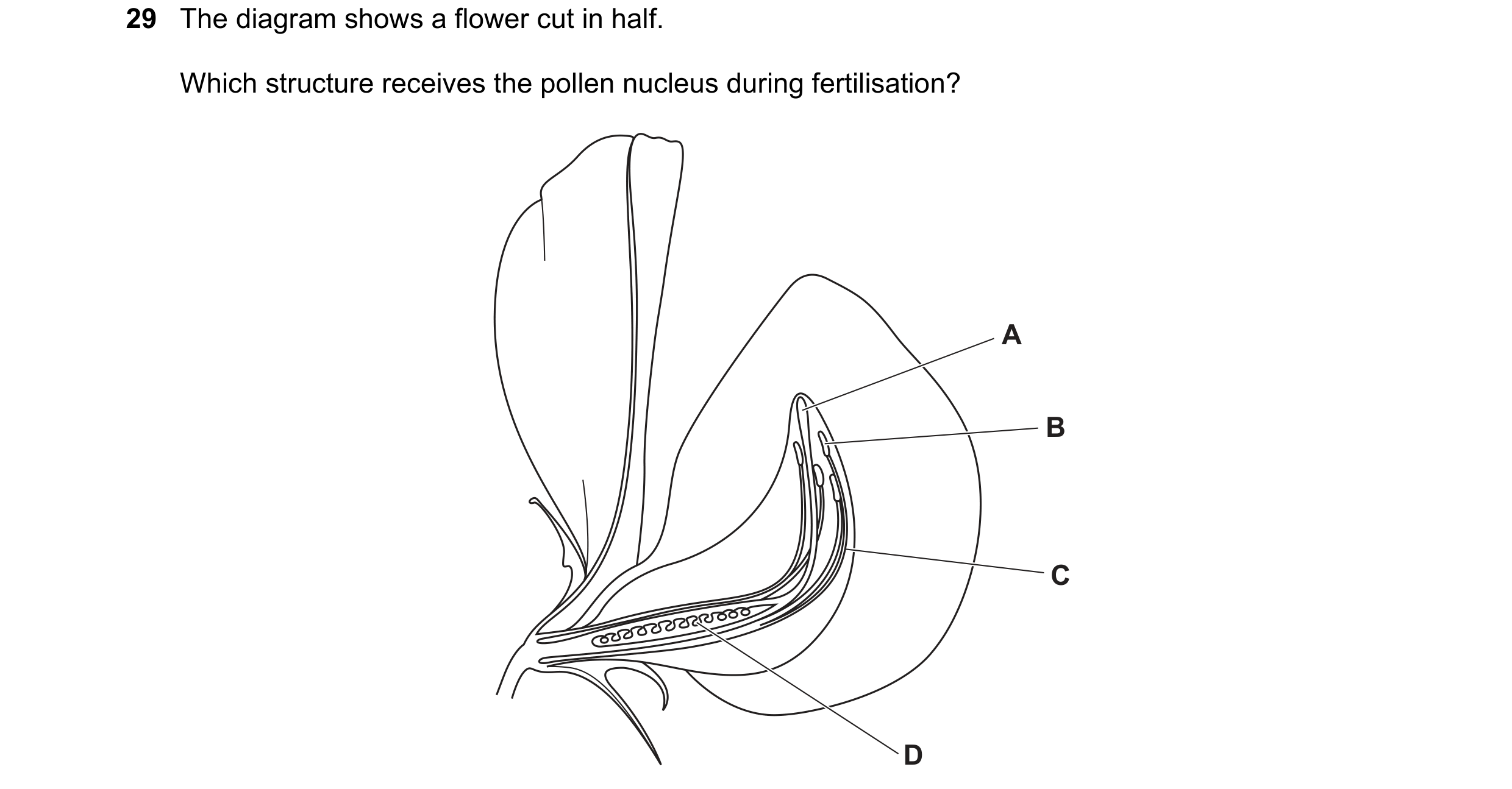 Question 8: The diagram shows a flower cut in half. Which structure receives the pollen nucleus during fertilisation? A B C D