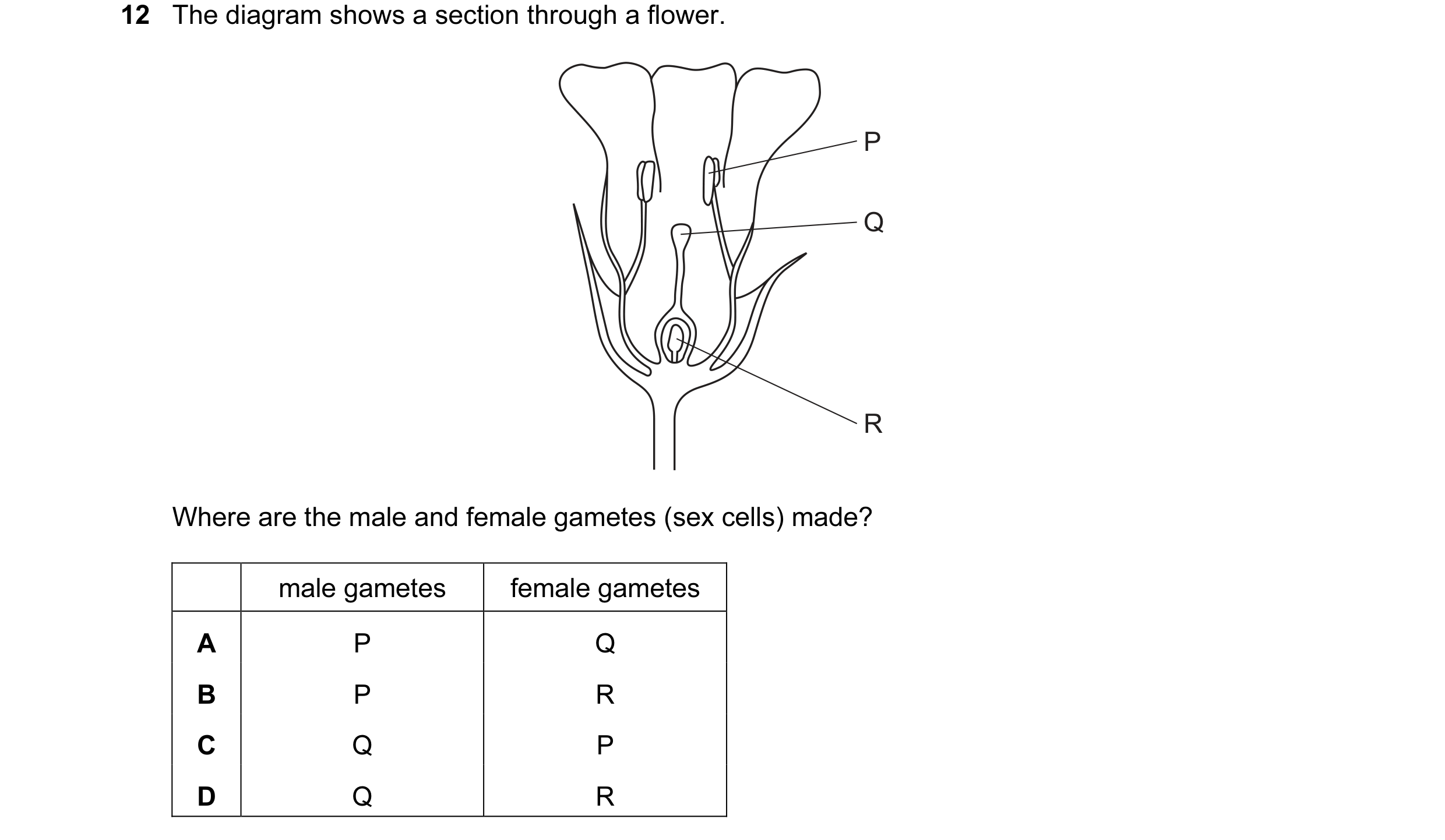 Question 43: The diagram shows a section through a flower. P Q R Where are the male and female gametes (sex cells) made? male gametes female gametes A P…
