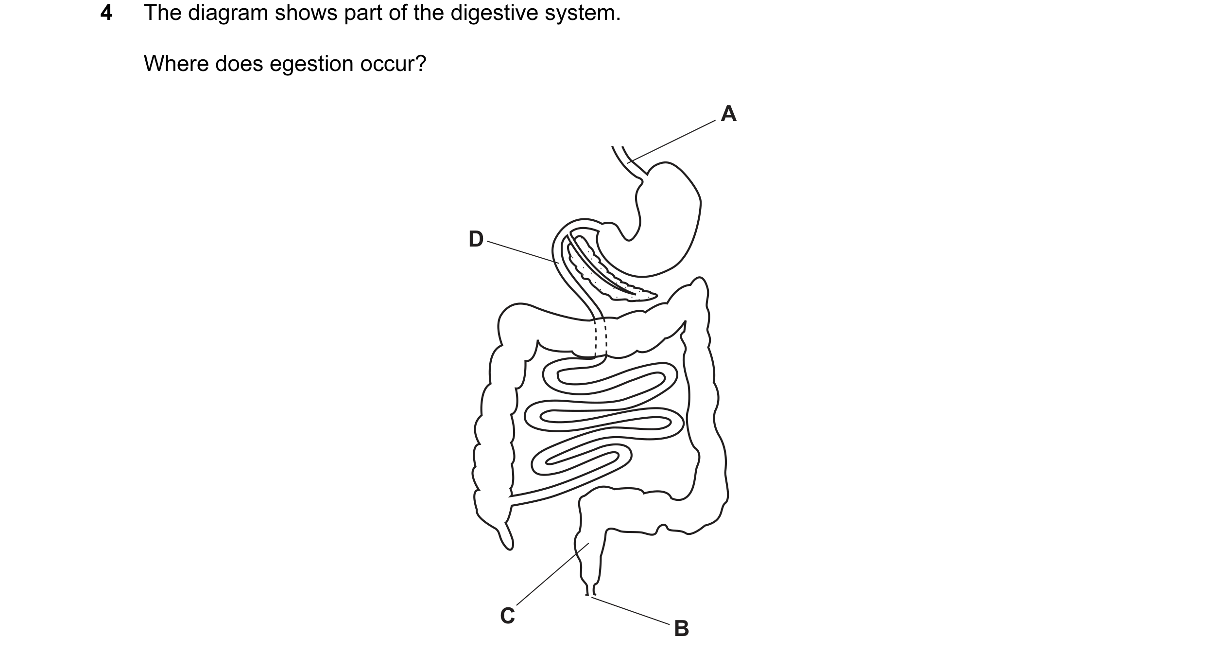 Question 14: The diagram shows part of the digestive system. Where does egestion occur? A D C B