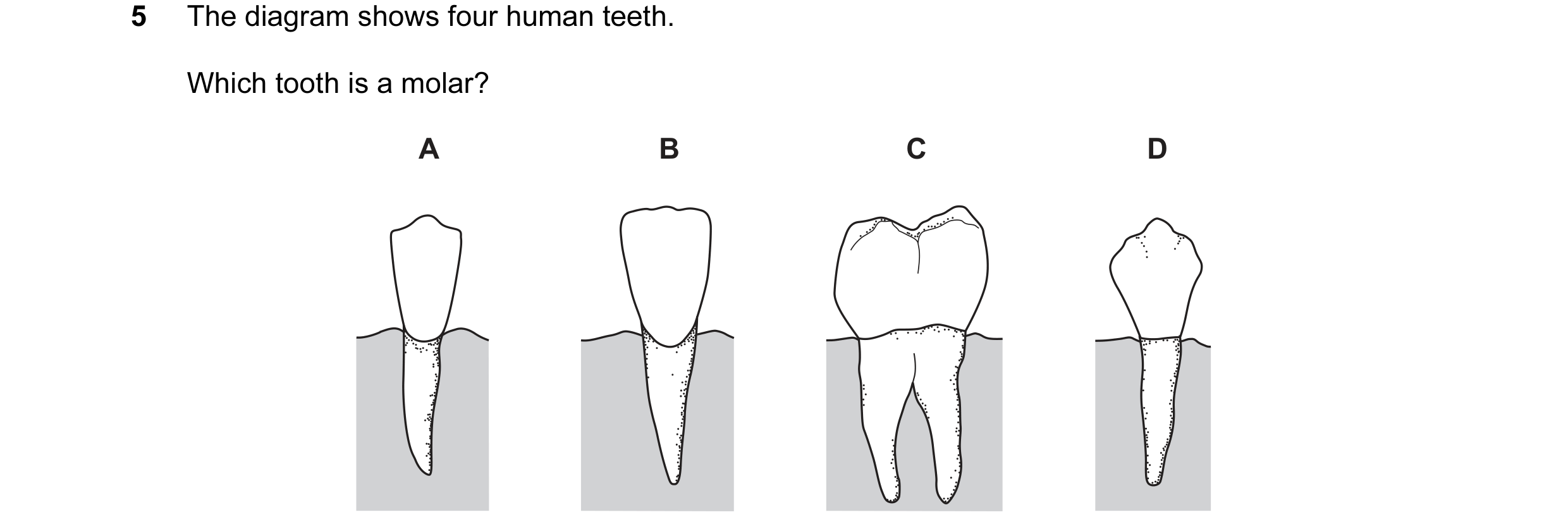 Question 12: The diagram shows four human teeth. Which tooth is a molar? A B C D