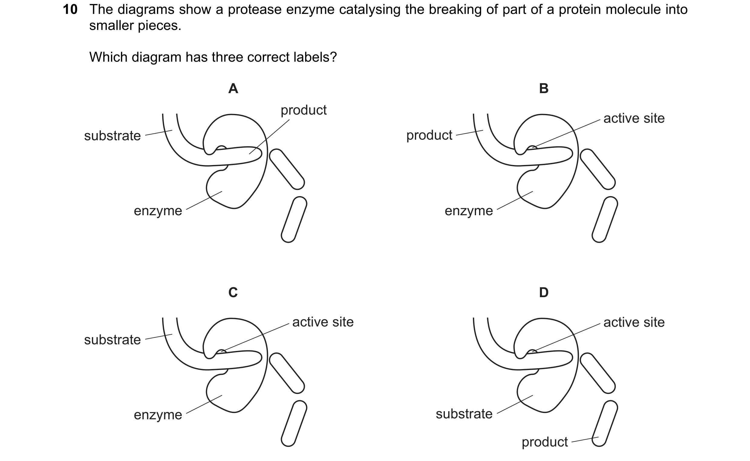 Question 8: The diagrams show a protease enzyme catalysing the breaking of part of a protein molecule into smaller pieces. Which diagram has three corr…