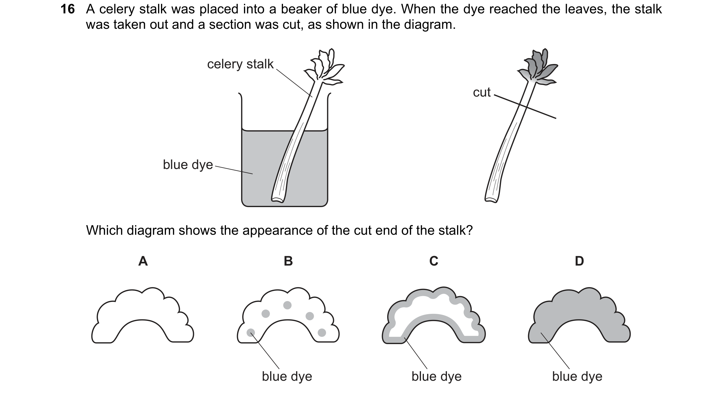 Question 5: A celery stalk was placed into a beaker of blue dye. When the dye reached the leaves, the stalk was taken out and a section was cut, as sho…