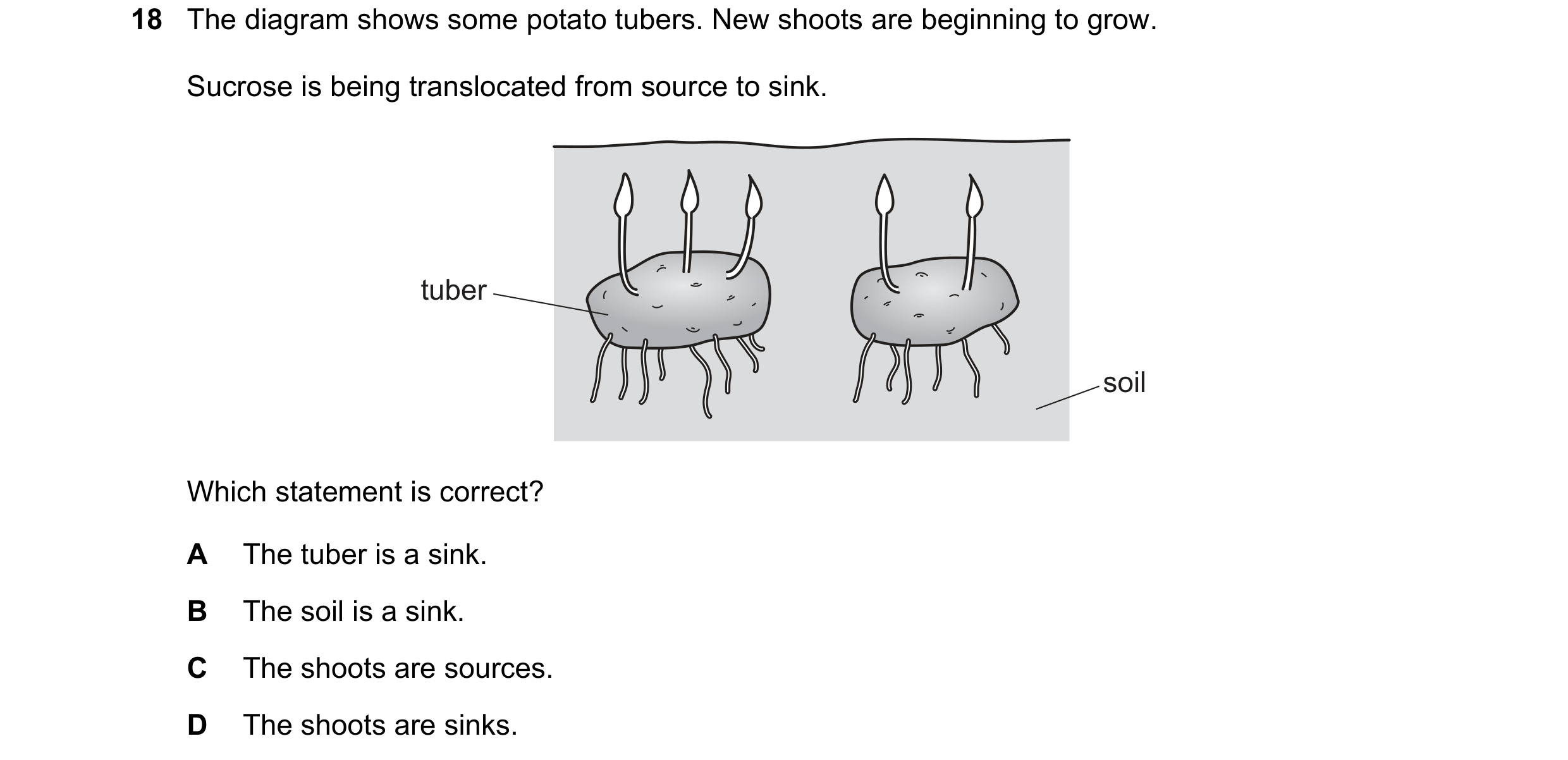 Question 2: The diagram shows some potato tubers. New shoots are beginning to grow. Sucrose is being translocated from source to sink. tuber soil Which…