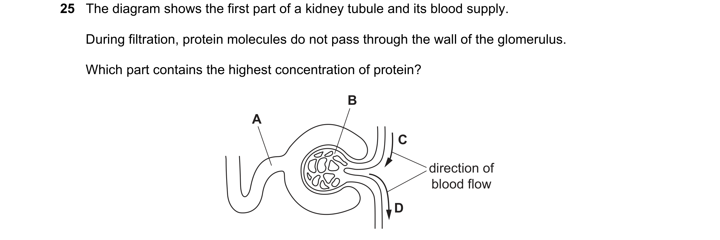 Question 5: The diagram shows the first part of a kidney tubule and its blood supply. During filtration, protein molecules do not pass through the wall…