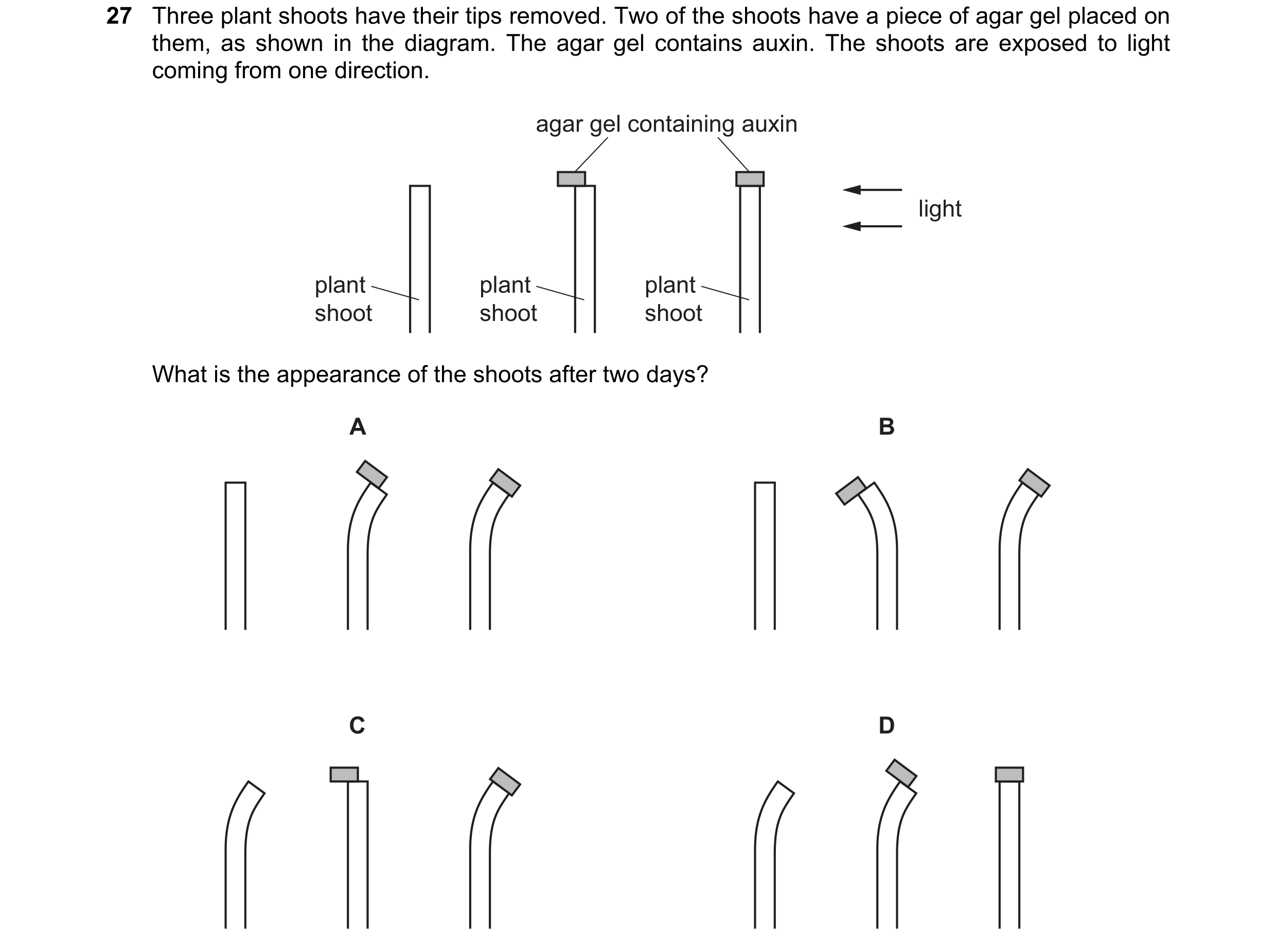 Question 7: Three plant shoots have their tips removed. Two of the shoots have a piece of agar gel placed on them, as shown in the diagram. The agar ge…