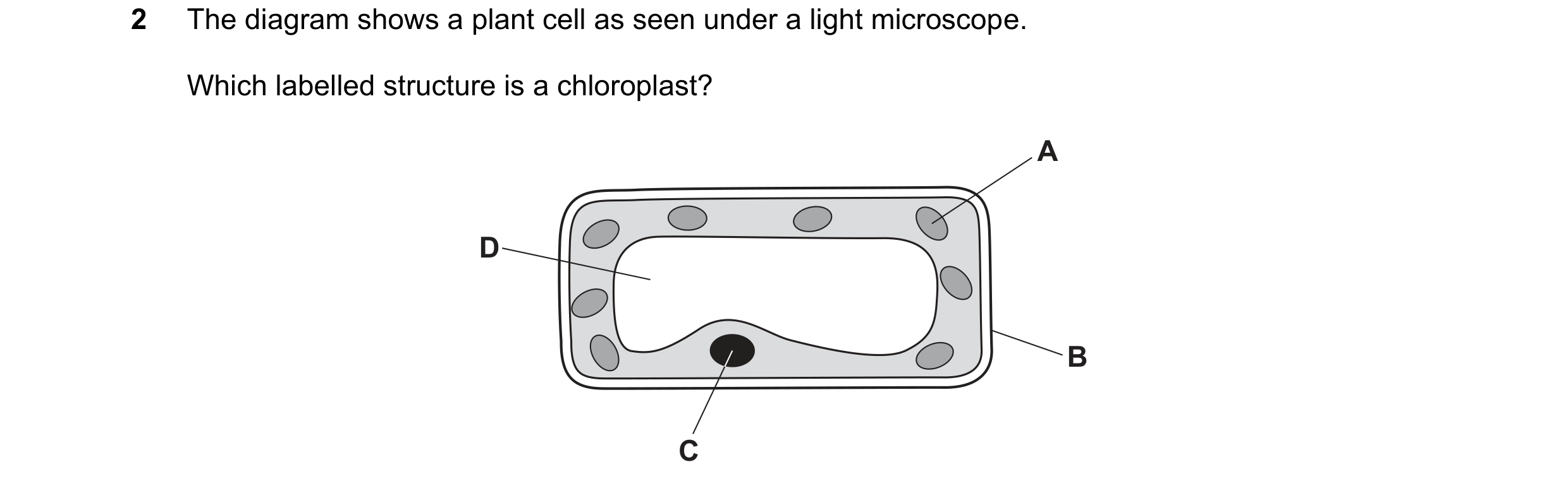 Question 78: The diagram shows a plant cell as seen under a light microscope. Which labelled structure is a chloroplast? A D B C