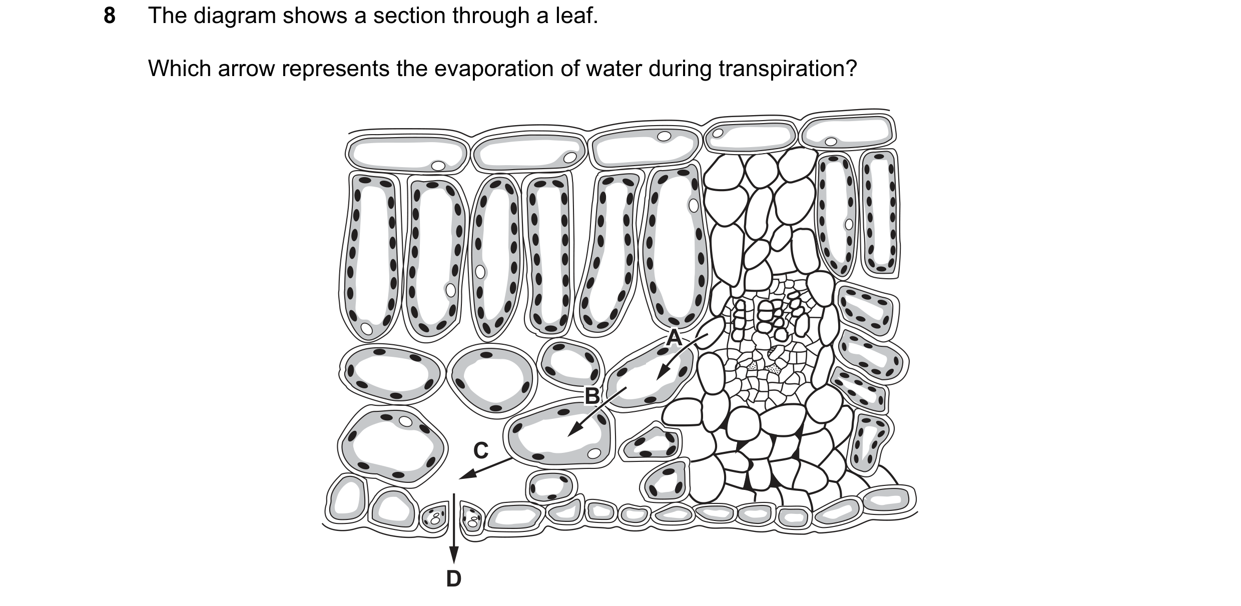 Question 46: The diagram shows a section through a leaf. Which arrow represents the evaporation of water during transpiration? A A B B C D