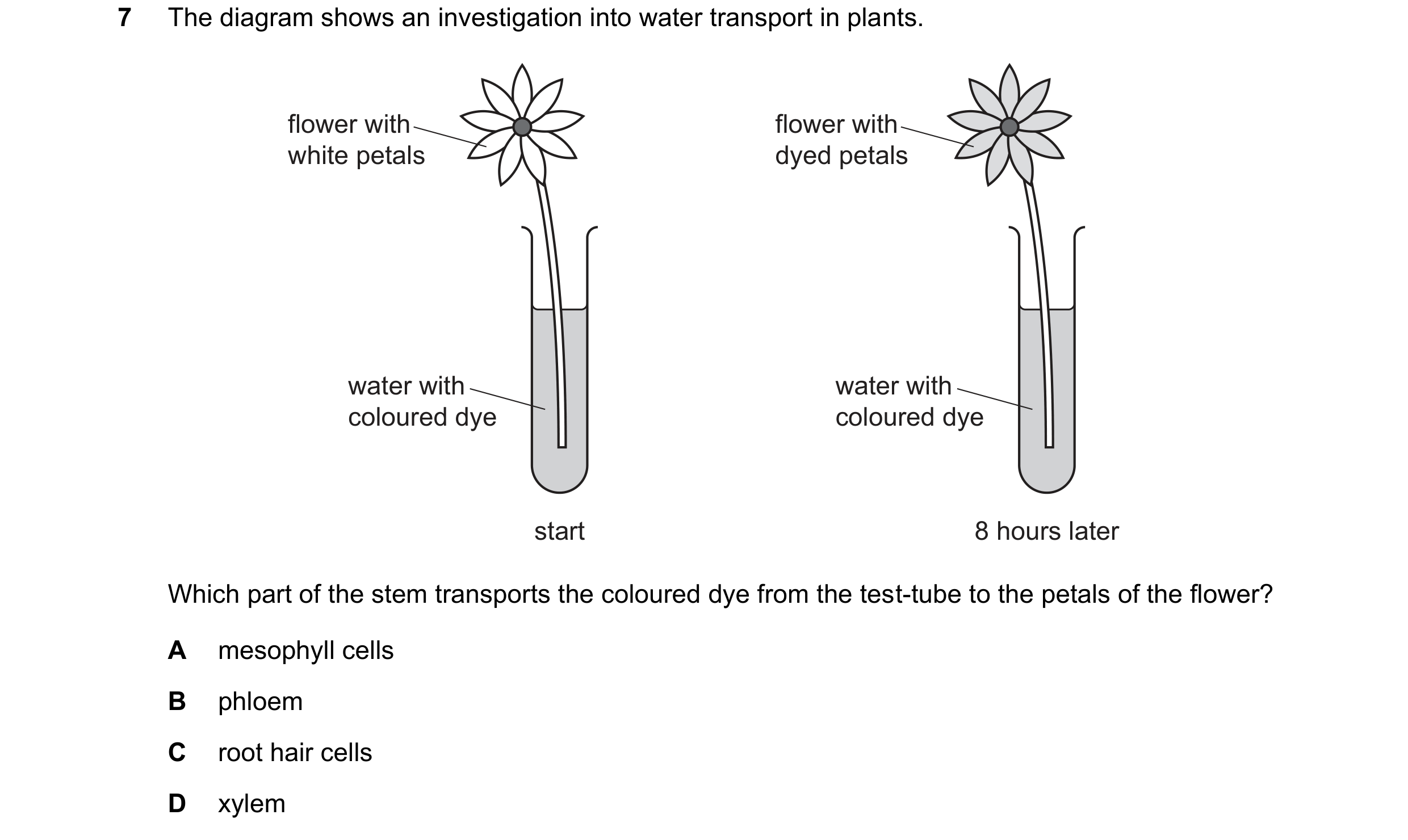 Question 20: The diagram shows an investigation into water transport in plants. flower with flower with white petals dyed petals water with water with c…