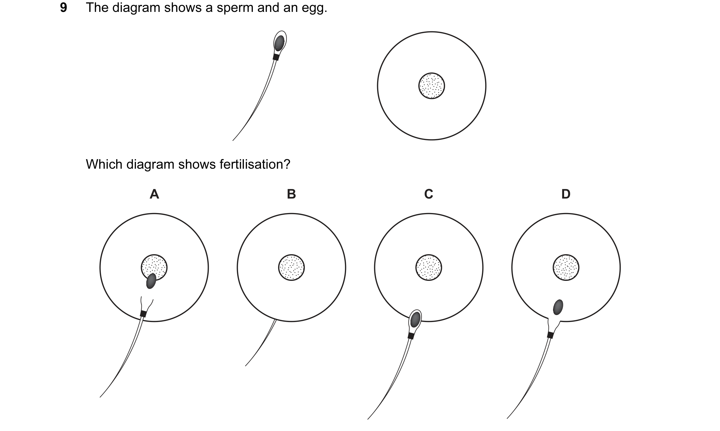 Question 31: The diagram shows a sperm and an egg. Which diagram shows fertilisation? A B C D