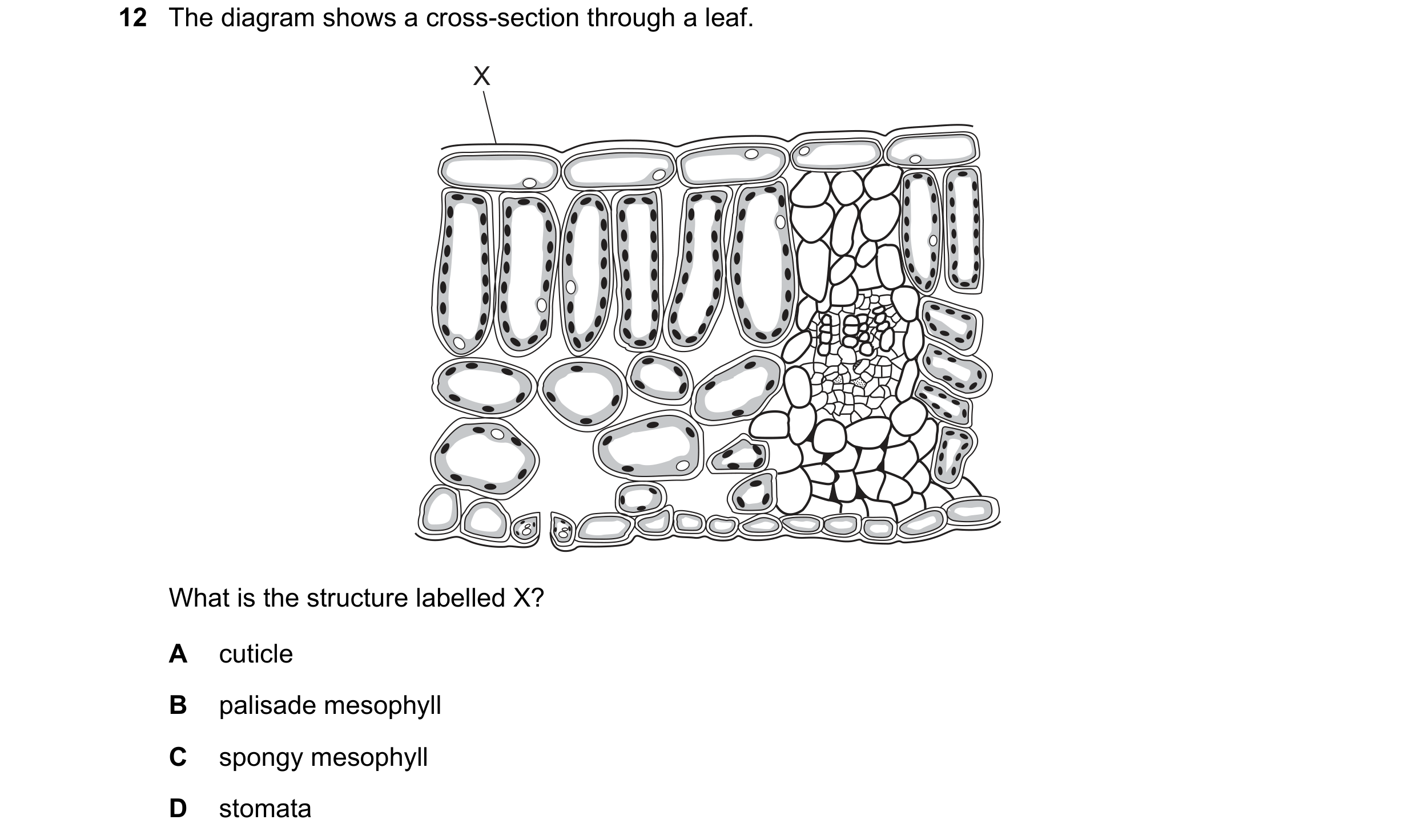 Question 10: The diagram shows a cross-section through a leaf. X What is the structure labelled X? A cuticle B palisade mesophyll C spongy mesophyll D s…