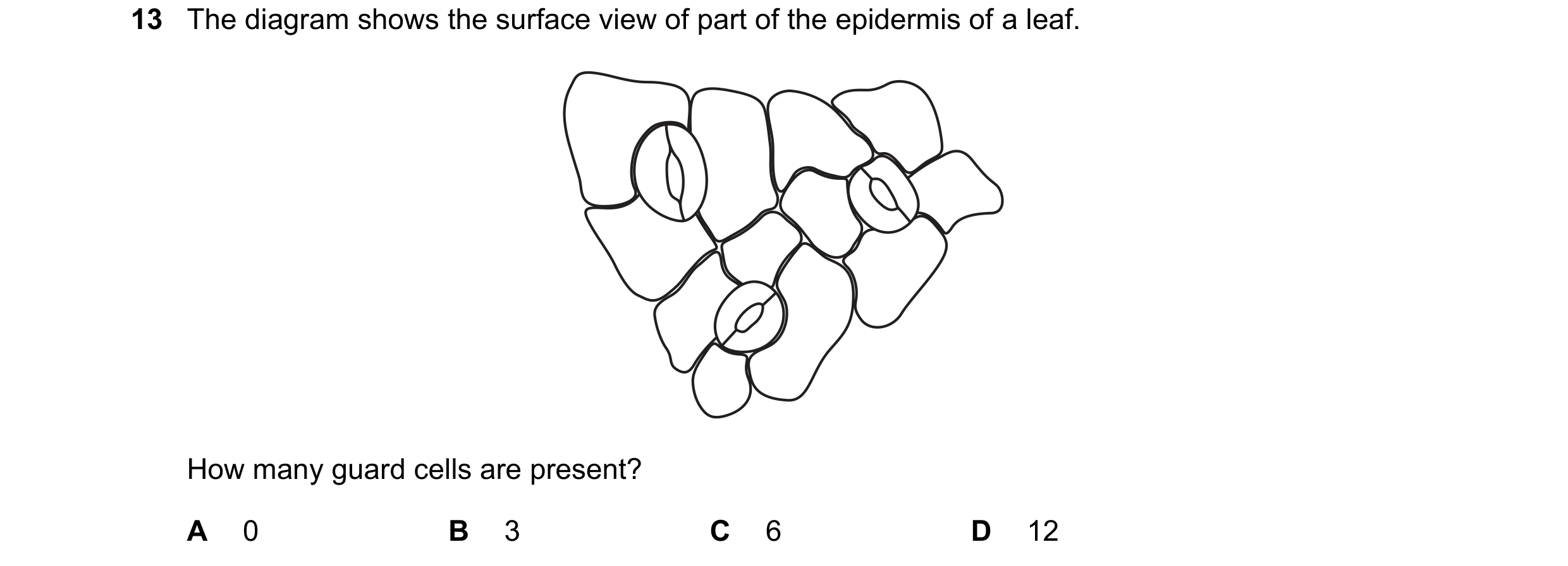 Question 11: The diagram shows the surface view of part of the epidermis of a leaf. How many guard cells are present? A 0 B 3 C 6 D 12