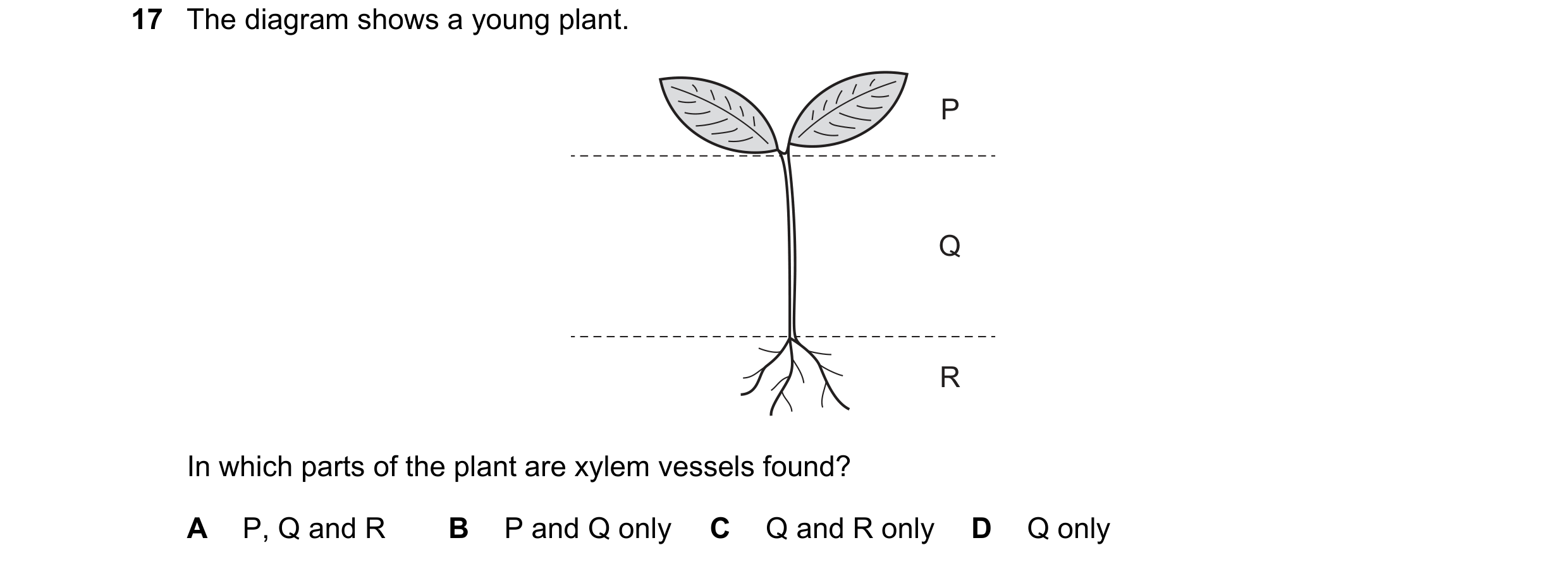 Question 10: The diagram shows a young plant. P Q R In which parts of the plant are xylem vessels found? A P, Q and R B P and Q only C Q and R only D Q …