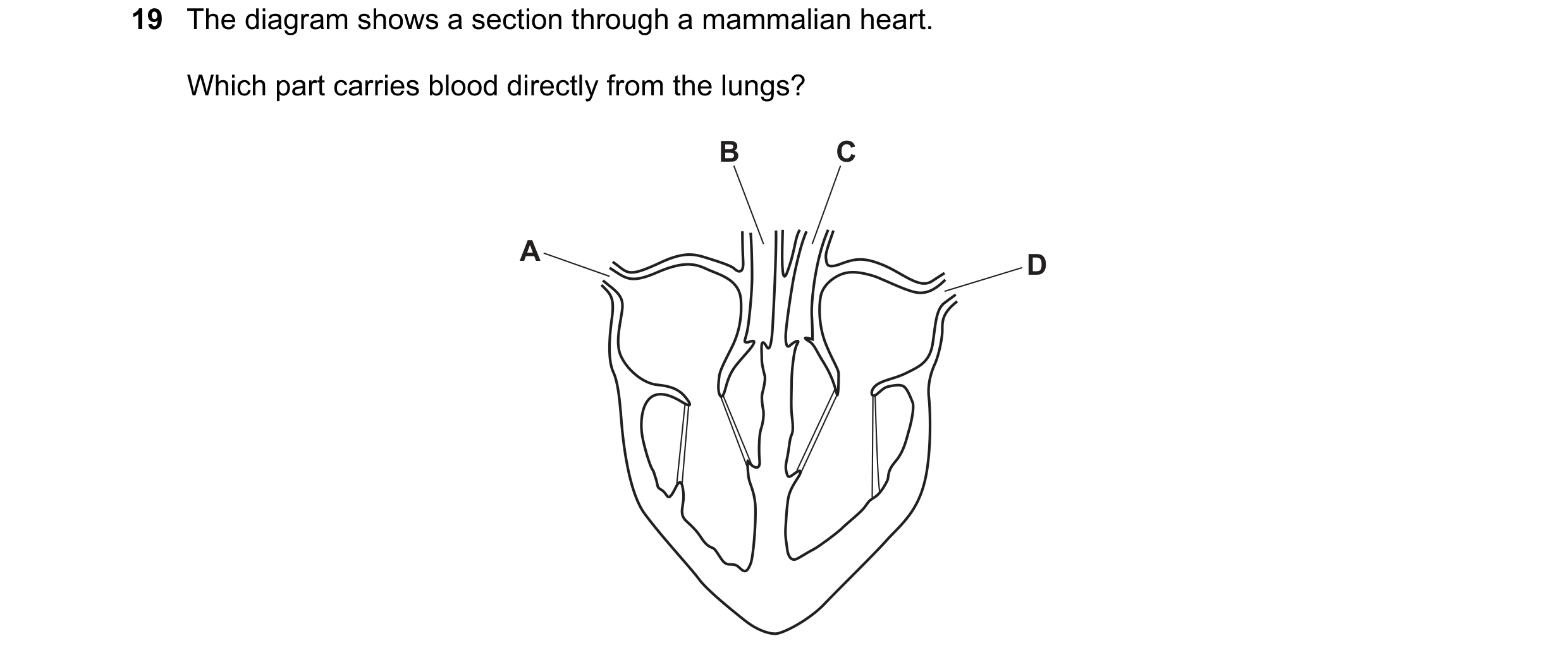 Question 9: The diagram shows a section through a mammalian heart. Which part carries blood directly from the lungs? B C A D
