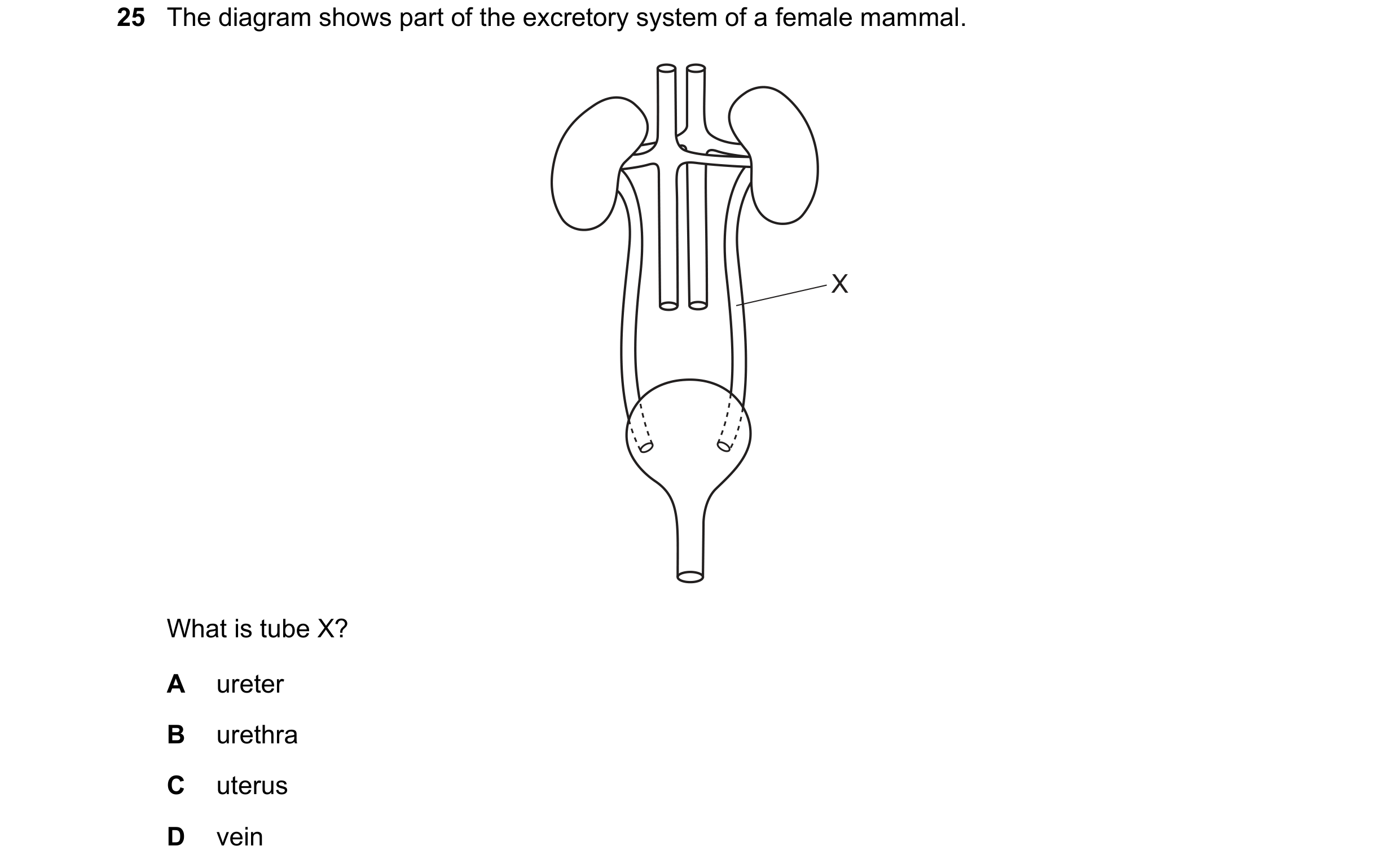 Question 12: The diagram shows part of the excretory system of a female mammal. X What is tube X? A ureter B urethra C uterus D vein