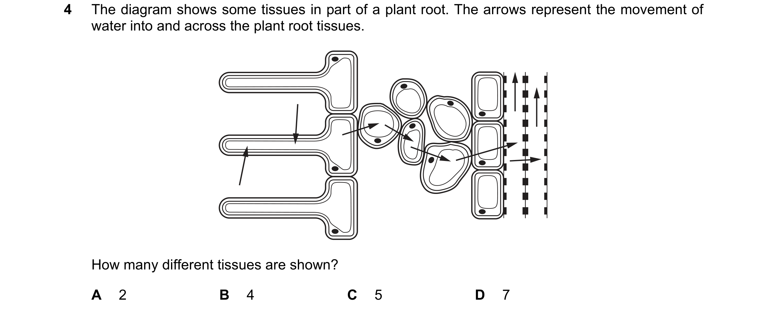 Question 9: The diagram shows some tissues in part of a plant root. The arrows represent the movement of water into and across the plant root tissues. …