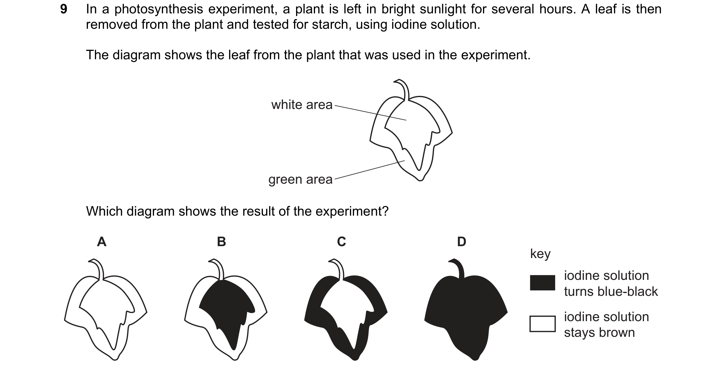 Question 16: In a photosynthesis experiment, a plant is left in bright sunlight for several hours. A leaf is then removed from the plant and tested for …