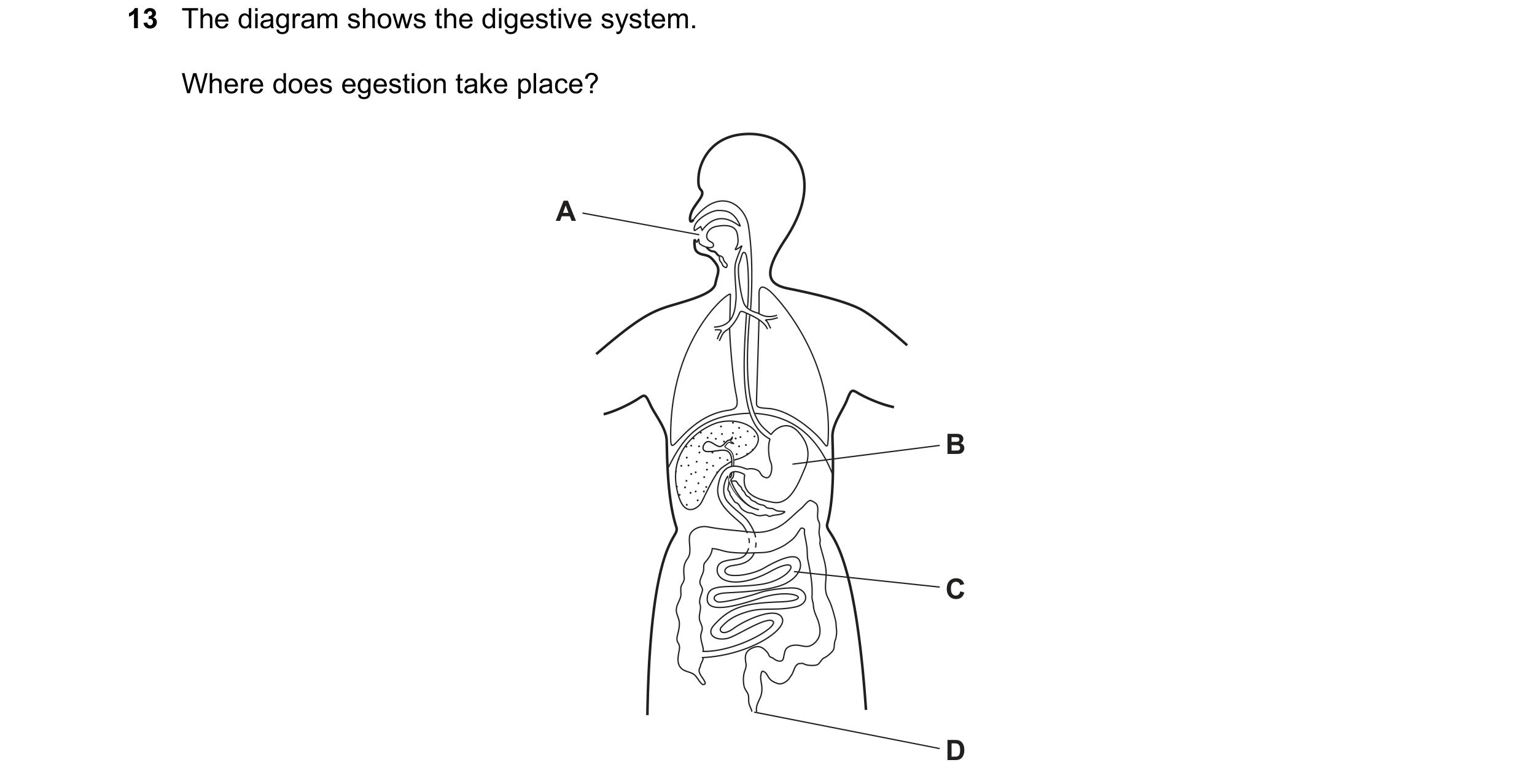 Question 3: The diagram shows the digestive system. Where does egestion take place? A B C D