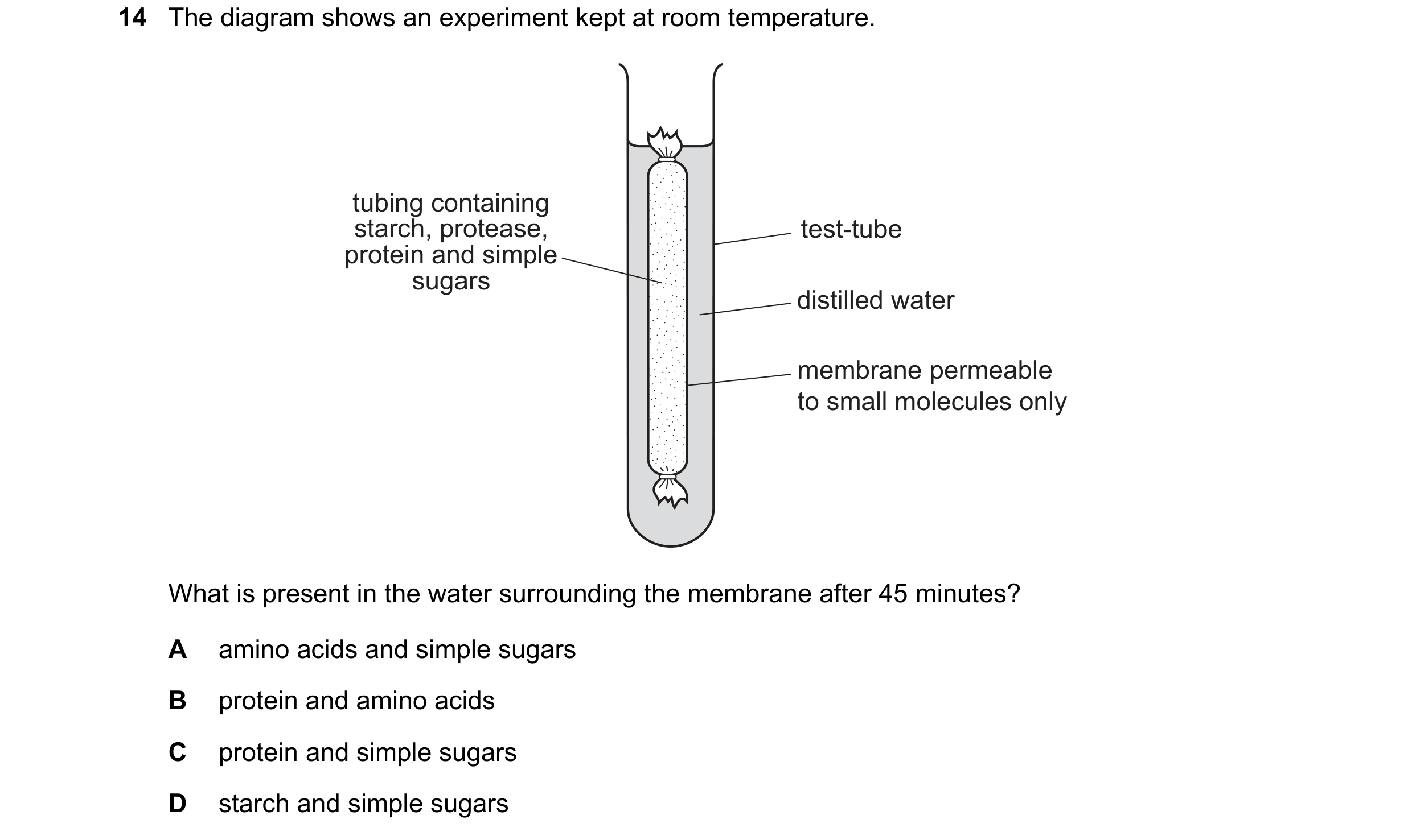 Question 6: The diagram shows an experiment kept at room temperature. tubing containing starch, protease, test-tube protein and simple sugars distilled…