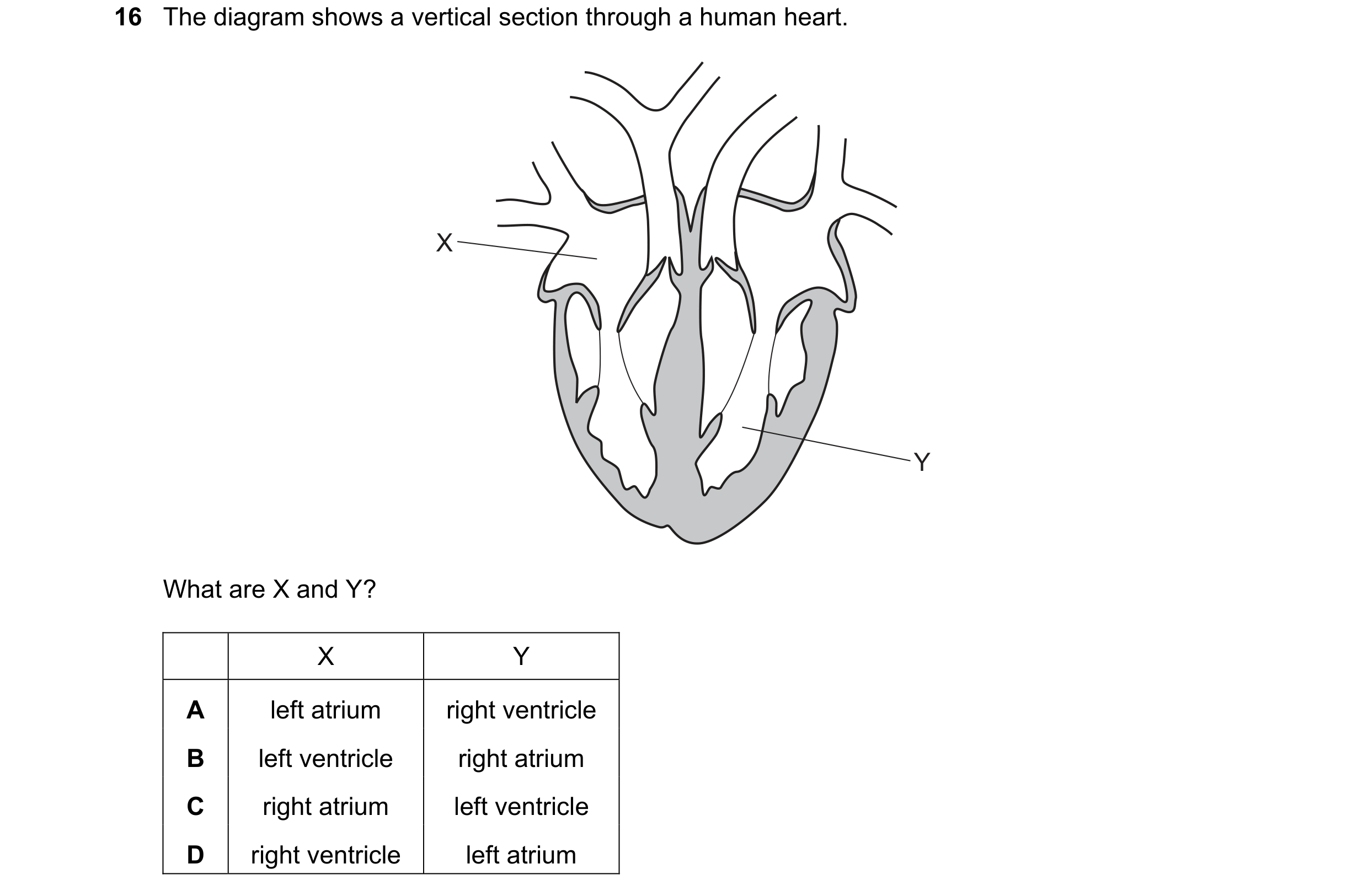 Question 4: The diagram shows a vertical section through a human heart. X Y What are X and Y? X Y A left atrium right ventricle B left ventricle right …
