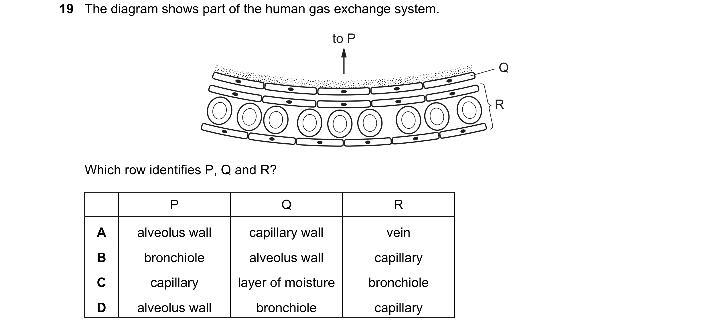 Question 7: The diagram shows part of the human gas exchange system. to P Q R Which row identifies P, Q and R? P Q R A alveolus wall capillary wall vei…