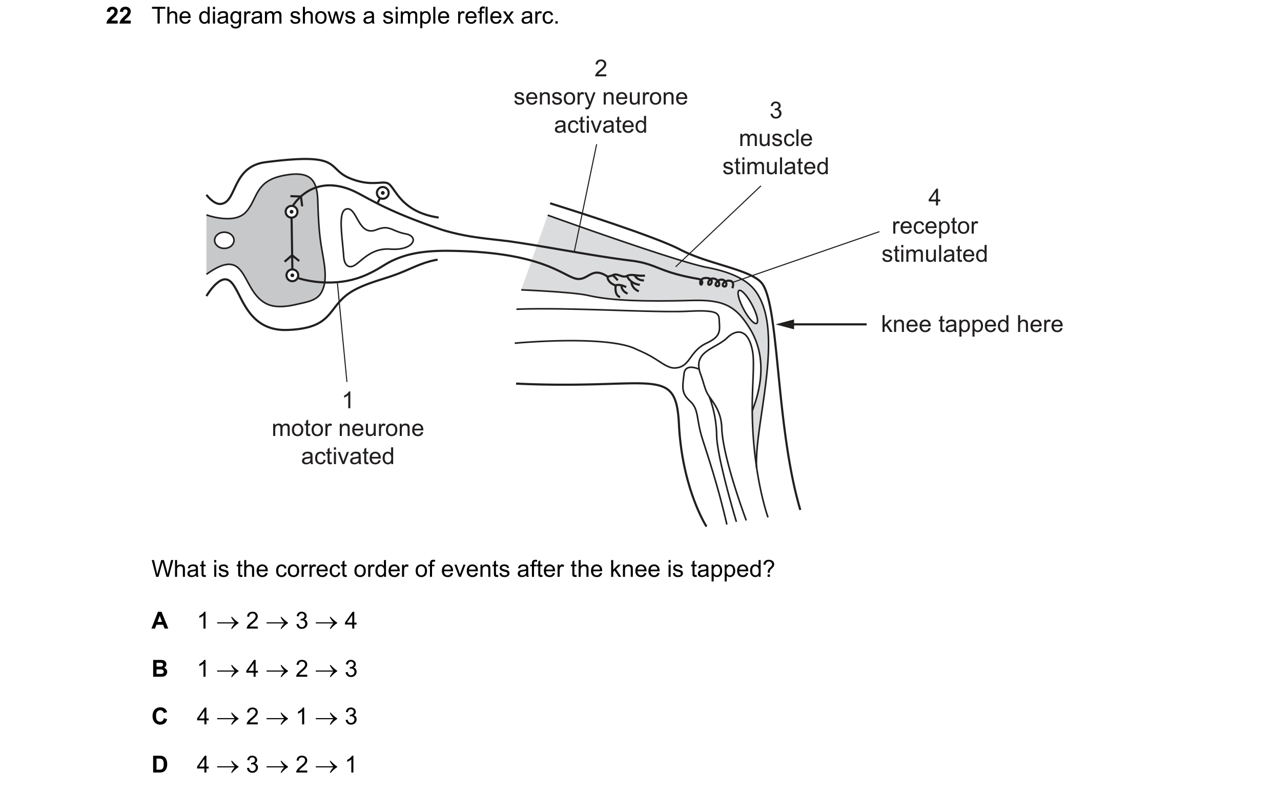 Question 6: The diagram shows a simple reflex arc. 2 sensory neurone 3 activated muscle stimulated 4 receptor stimulated knee tapped here 1 motor neuro…