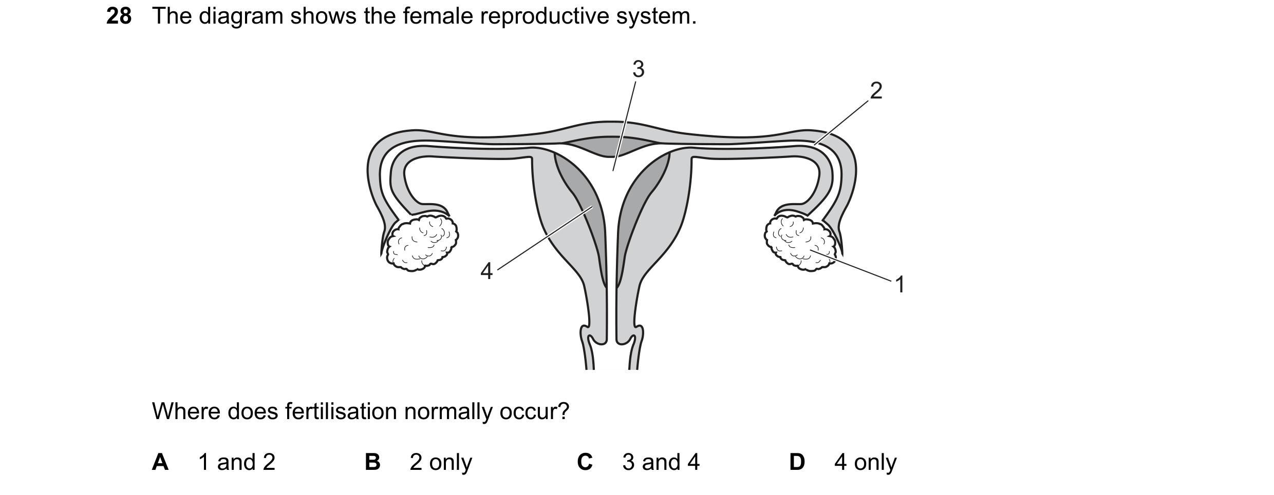 Question 7: The diagram shows the female reproductive system. 3 2 4 1 Where does fertilisation normally occur? A 1 and 2 B 2 only C 3 and 4 D 4 only