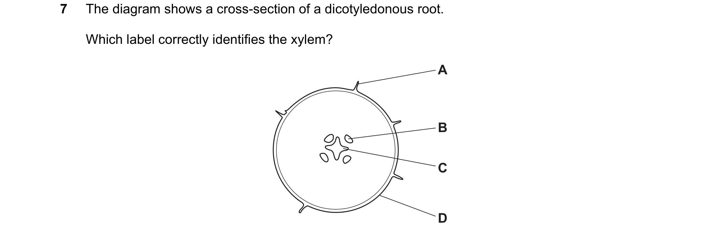 Question 18: The diagram shows a cross-section of a dicotyledonous root. Which label correctly identifies the xylem? A B C D