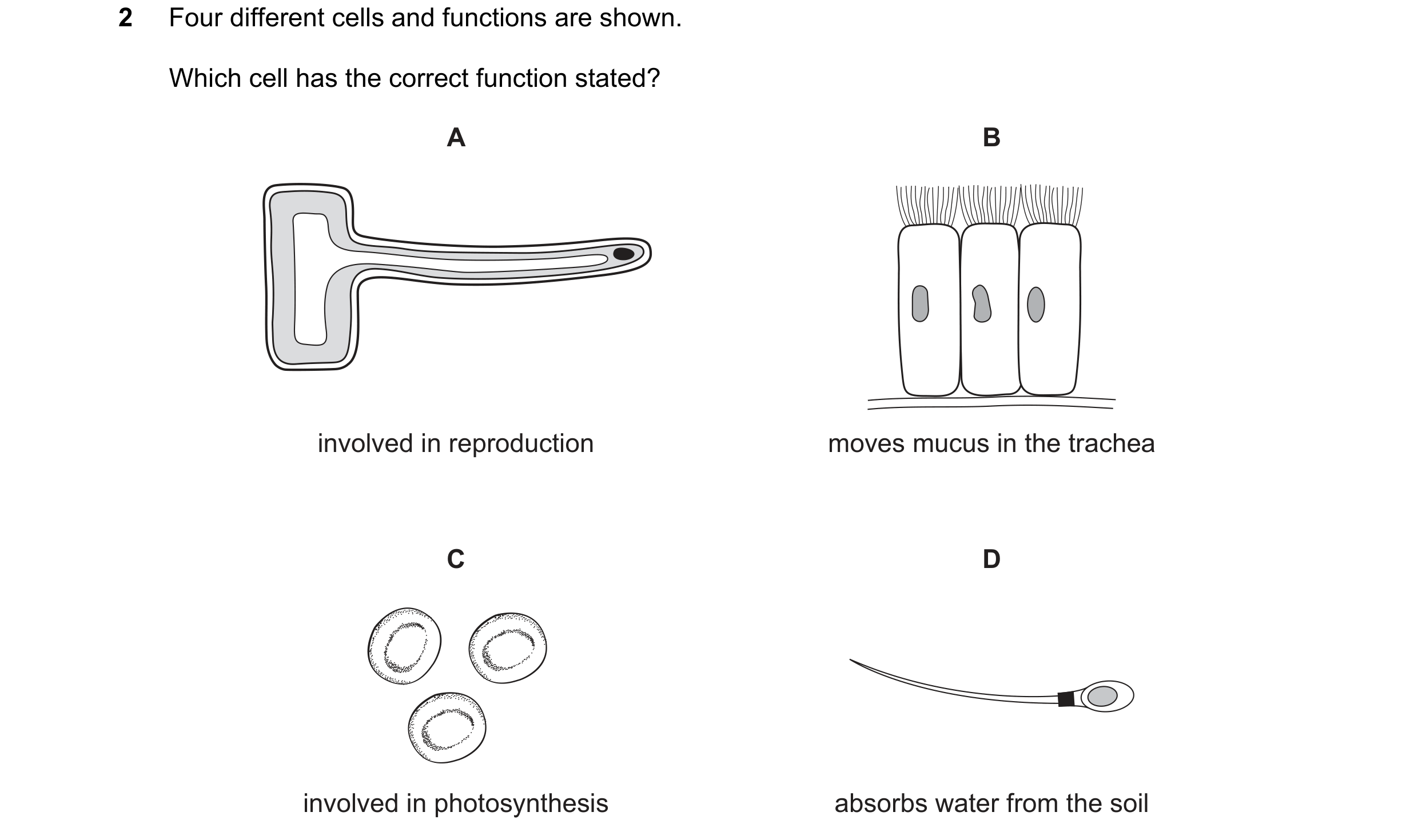 Question 41: Four different cells and functions are shown. Which cell has the correct function stated? A B involved in reproduction moves mucus in the t…
