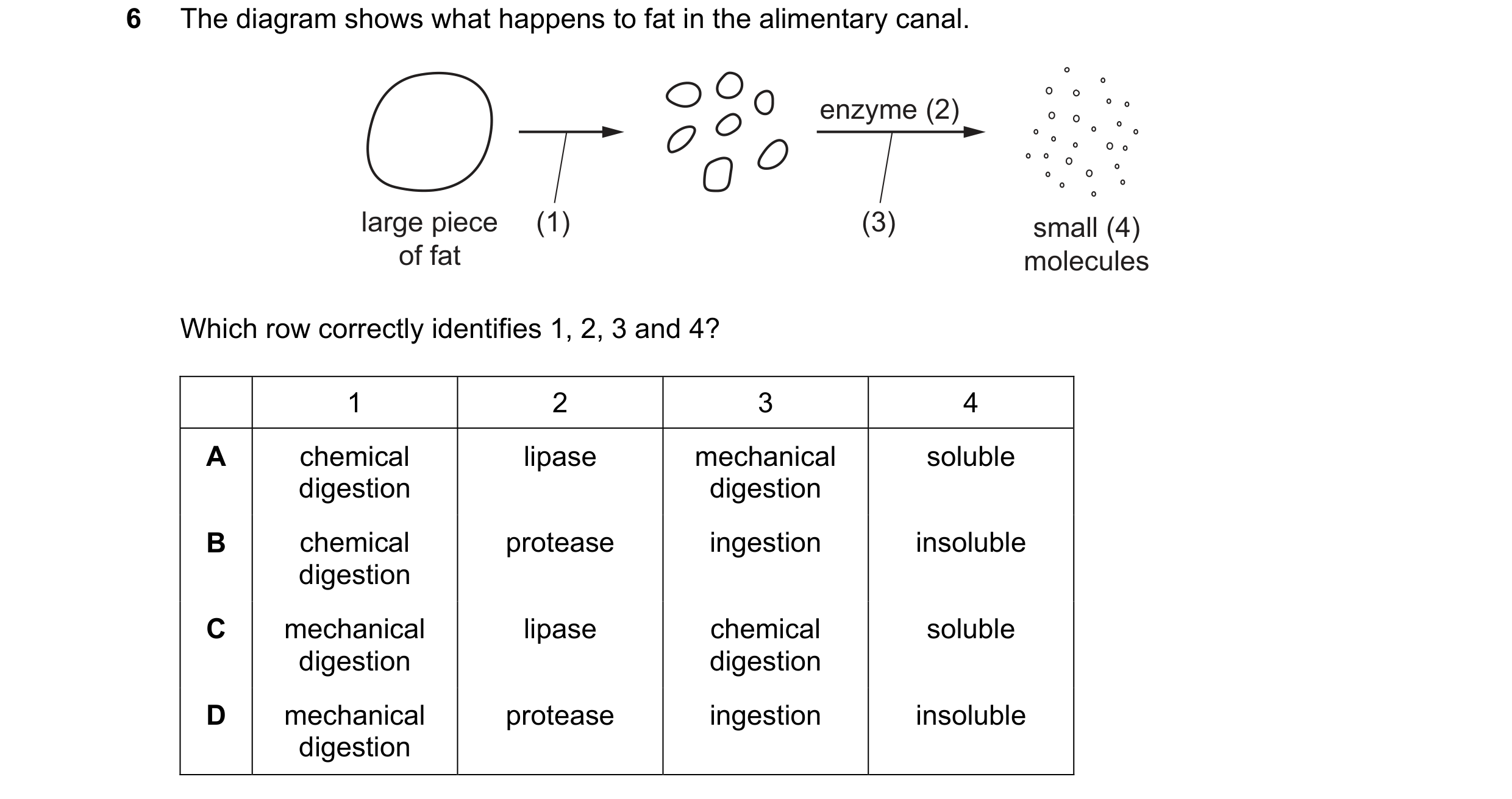 Question 16: The diagram shows what happens to fat in the alimentary canal. enzyme (2) large piece (1) (3) small (4) of fat molecules Which row correctl…