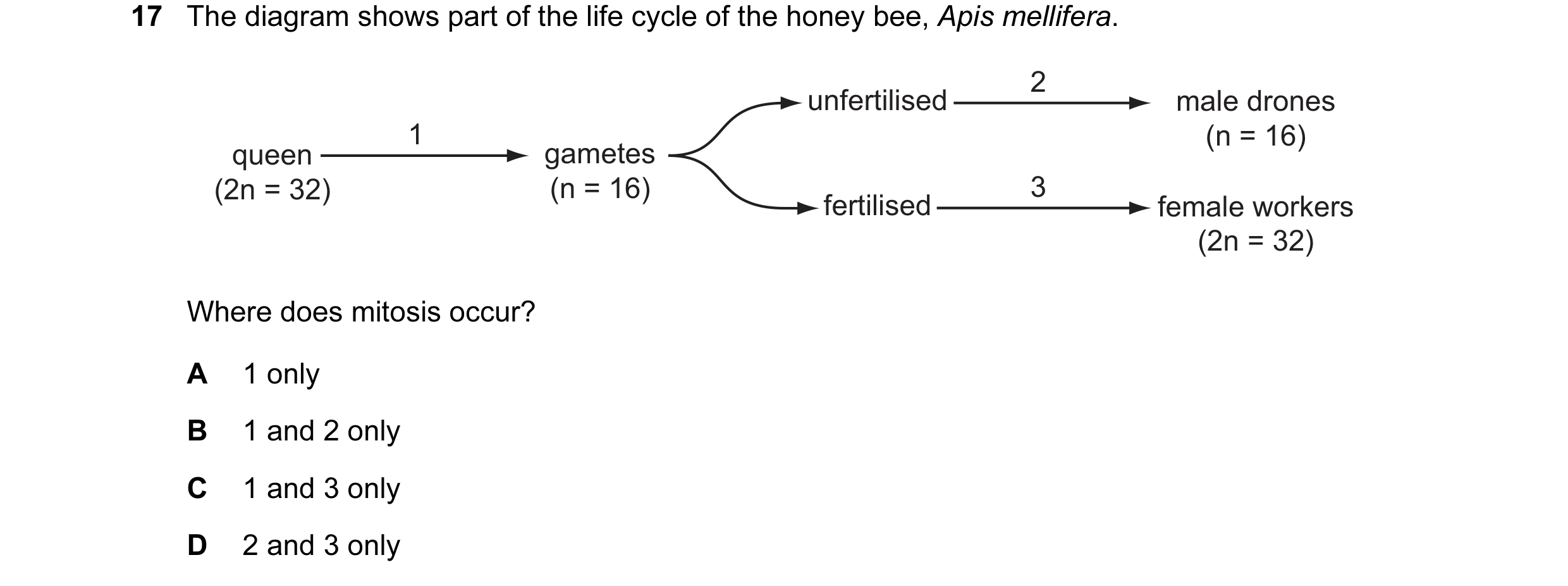Question 56: The diagram shows part of the life cycle of the honey bee, Apis mellifera. 2 unfertilised male drones 1 (n = 16) queen gametes (2n = 32) (n…