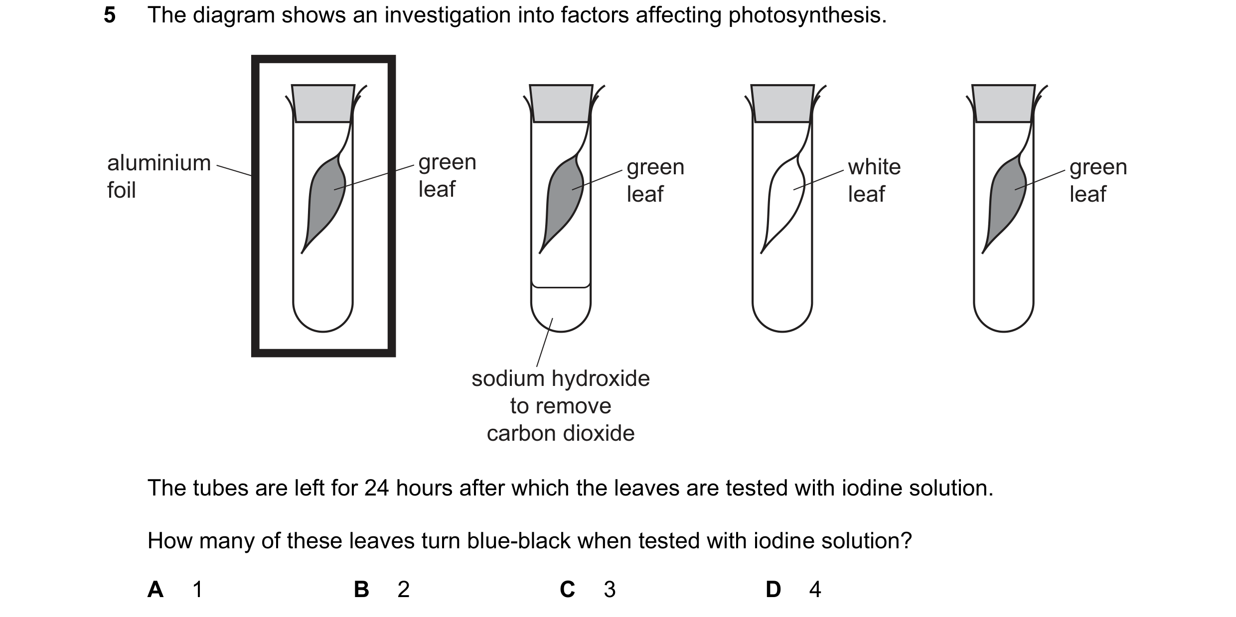 Question 61: The diagram shows an investigation into factors affecting photosynthesis. aluminium green green white green foil leaf leaf leaf leaf sodium…