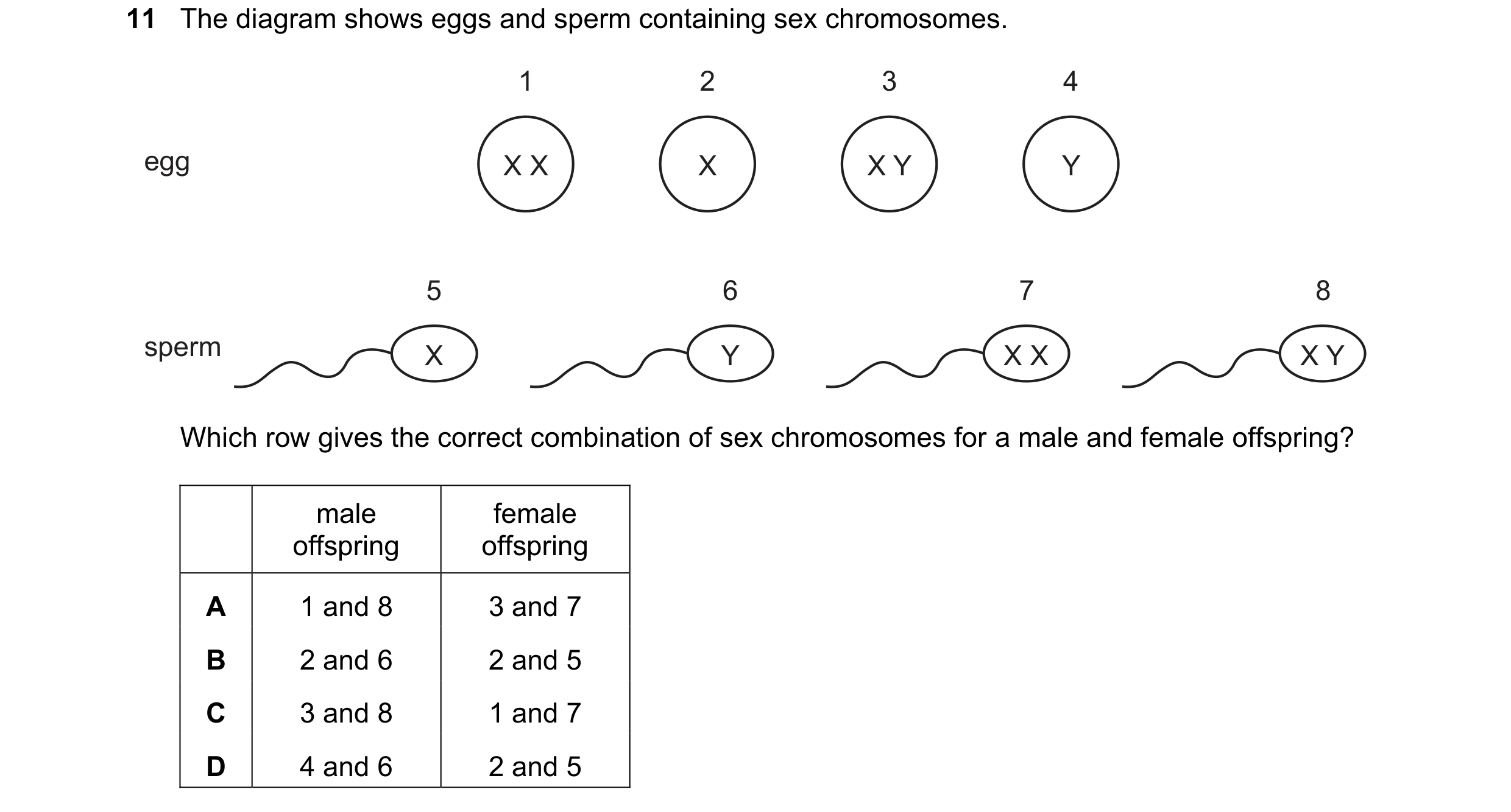 Question 11: The diagram shows eggs and sperm containing sex chromosomes. 1 2 3 4 egg X X X X Y Y 5 6 7 8 sperm X Y X X X Y Which row gives the correct …