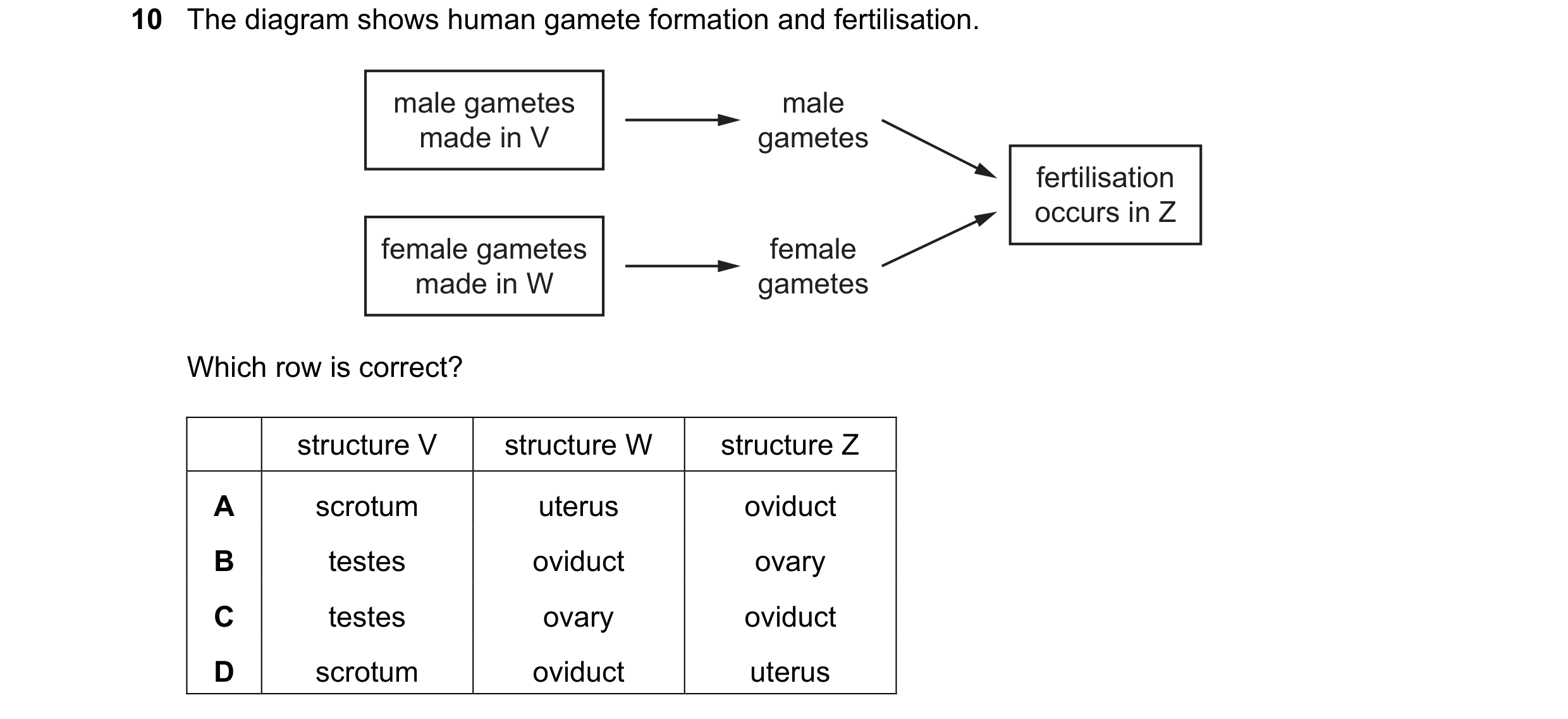 Question 17: The diagram shows human gamete formation and fertilisation. male gametes male made in V gametes fertilisation occurs in Z female gametes fe…