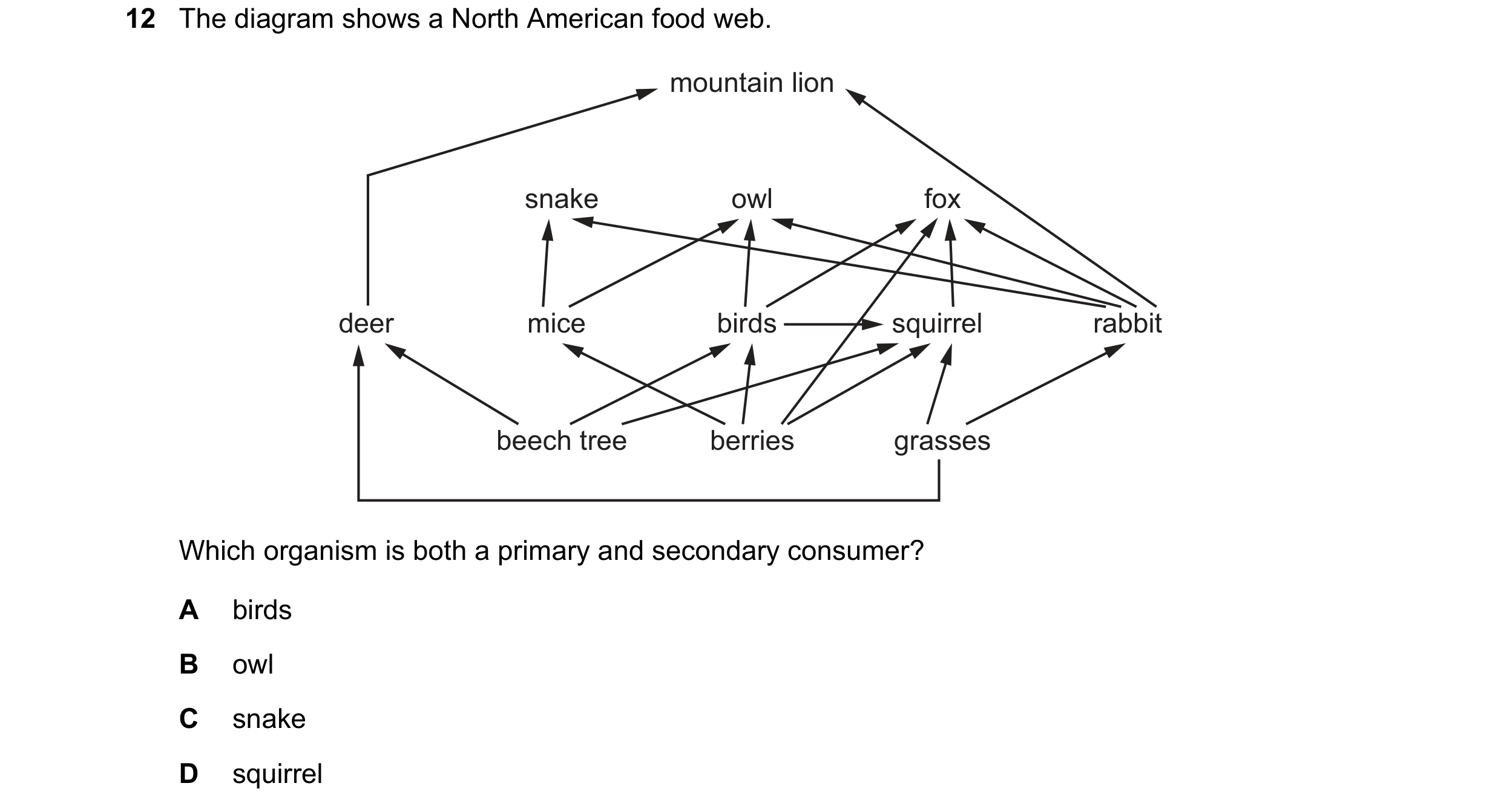 Question 23: The diagram shows a North American food web. mountain lion snake owl fox deer mice birds squirrel rabbit beech tree berries grasses Which o…