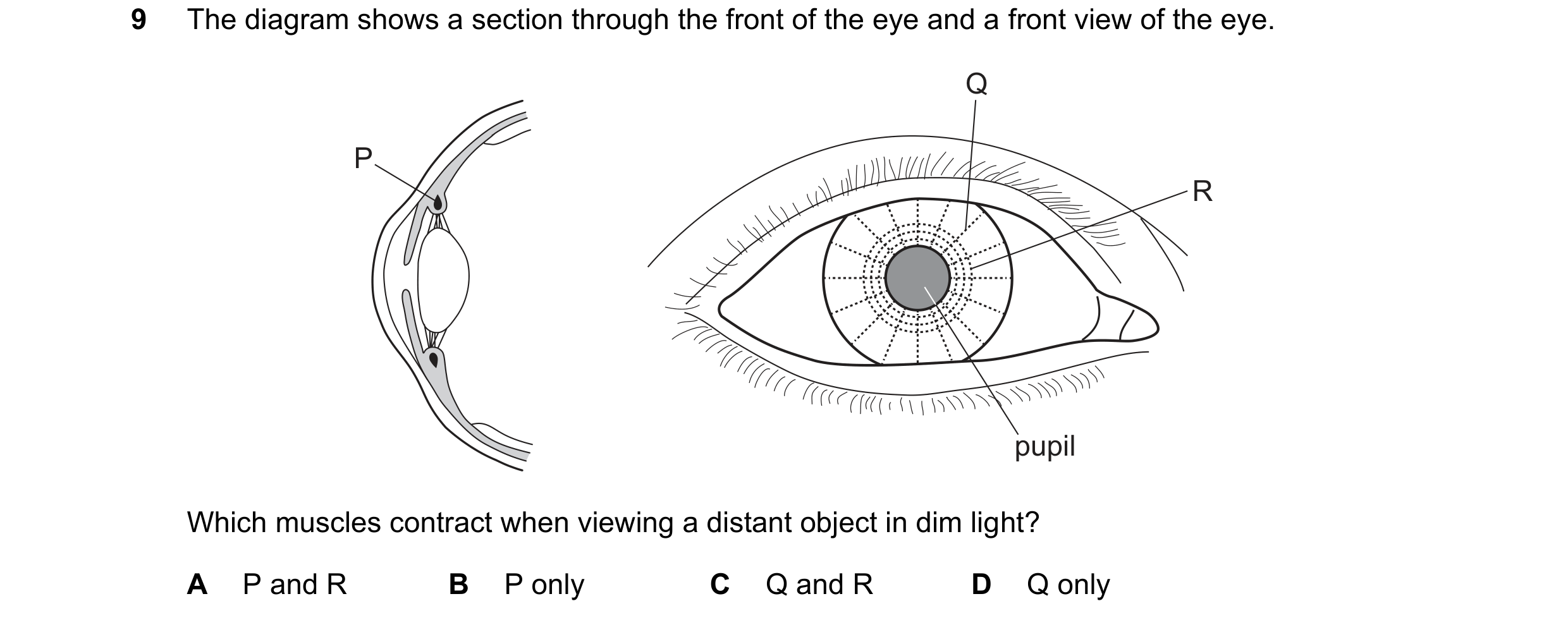 Question 31: The diagram shows a section through the front of the eye and a front view of the eye. Q P R pupil Which muscles contract when viewing a dis…