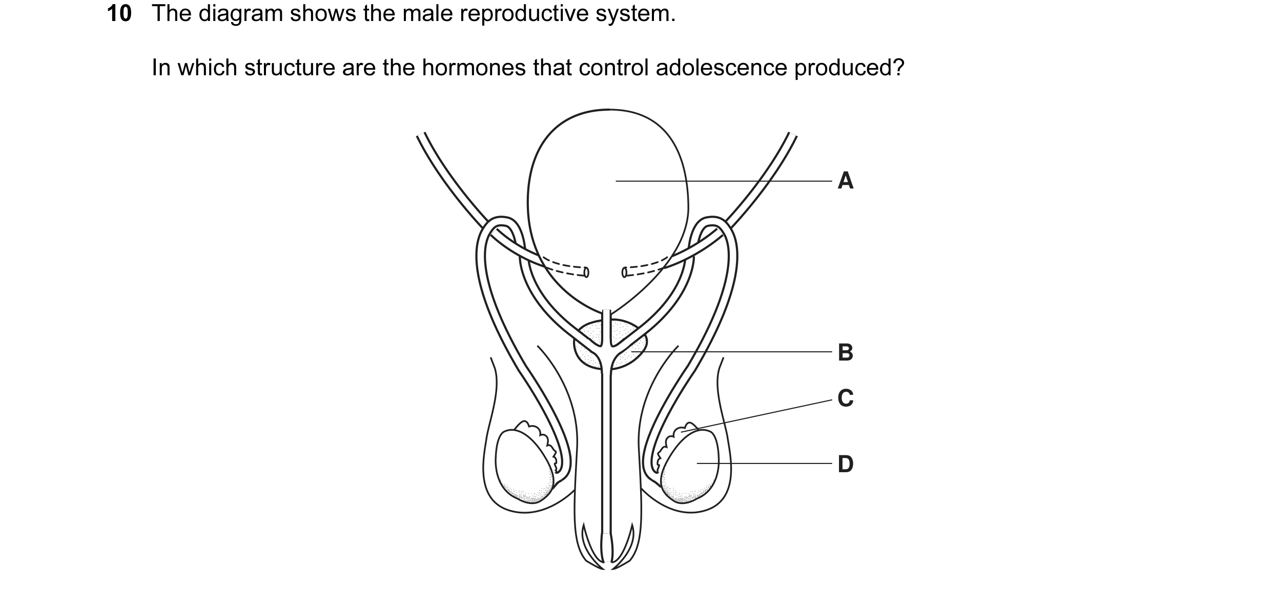 Question 4: The diagram shows the male reproductive system. In which structure are the hormones that control adolescence produced? A B C D