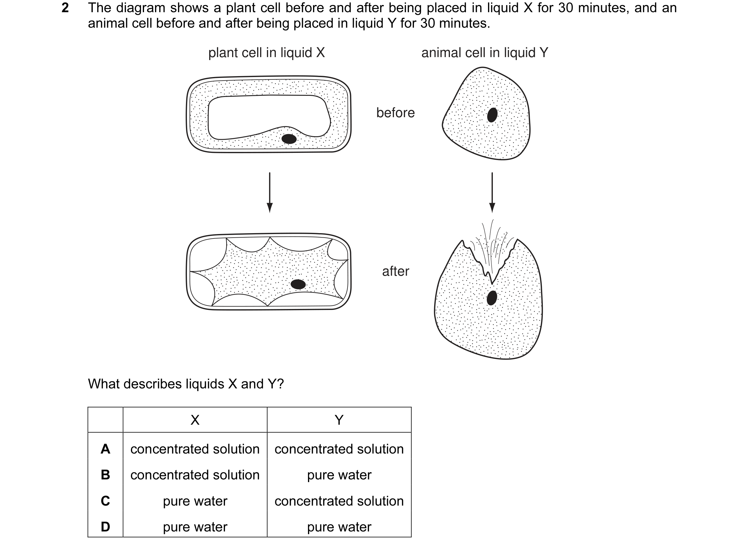 Question 4: The diagram shows a plant cell before and after being placed in liquid X for 30 minutes, and an animal cell before and after being placed i…